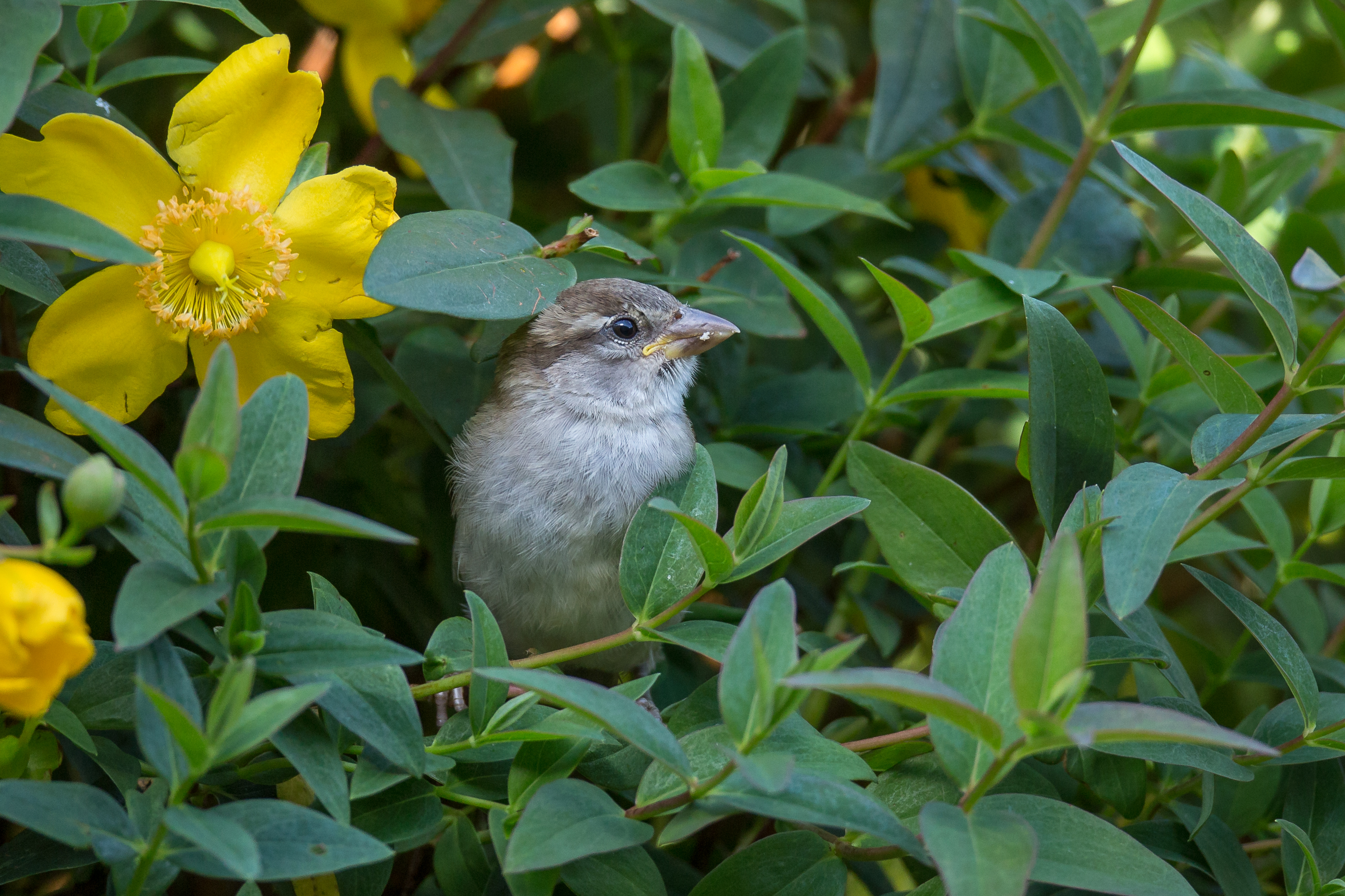 Fledgling House Sparrow