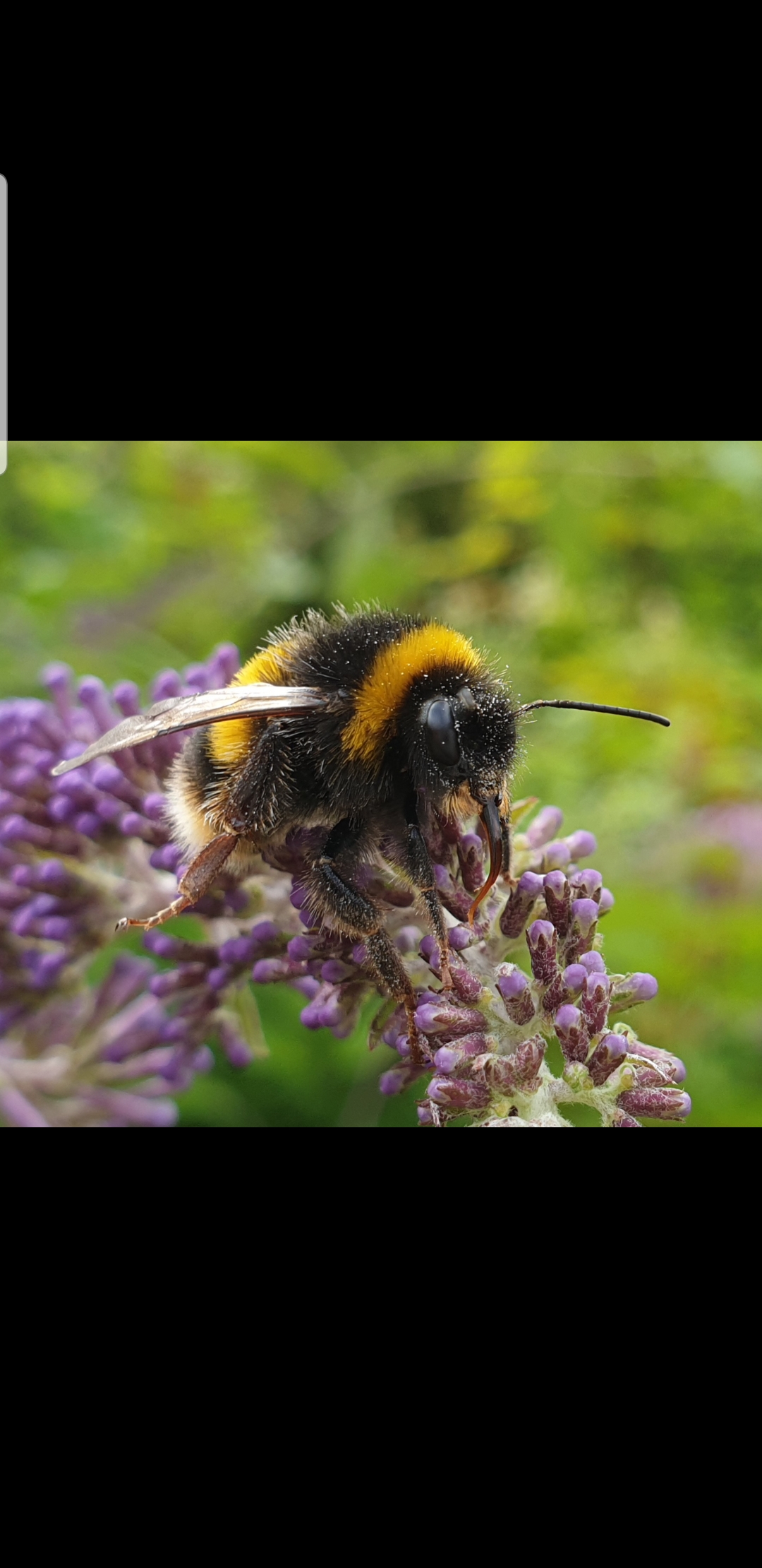Buzzy Buzzy Bumblebee