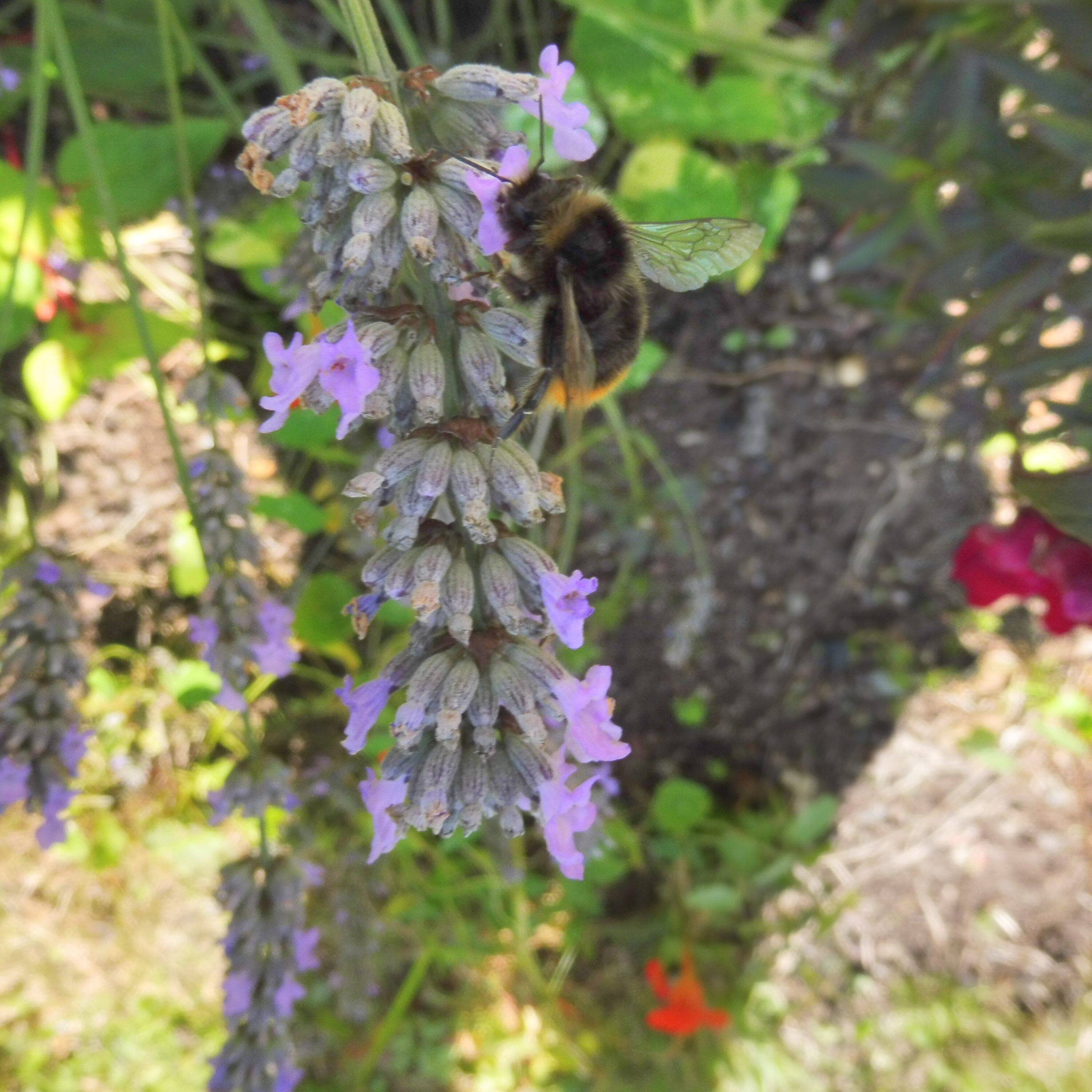 Bee on lavender