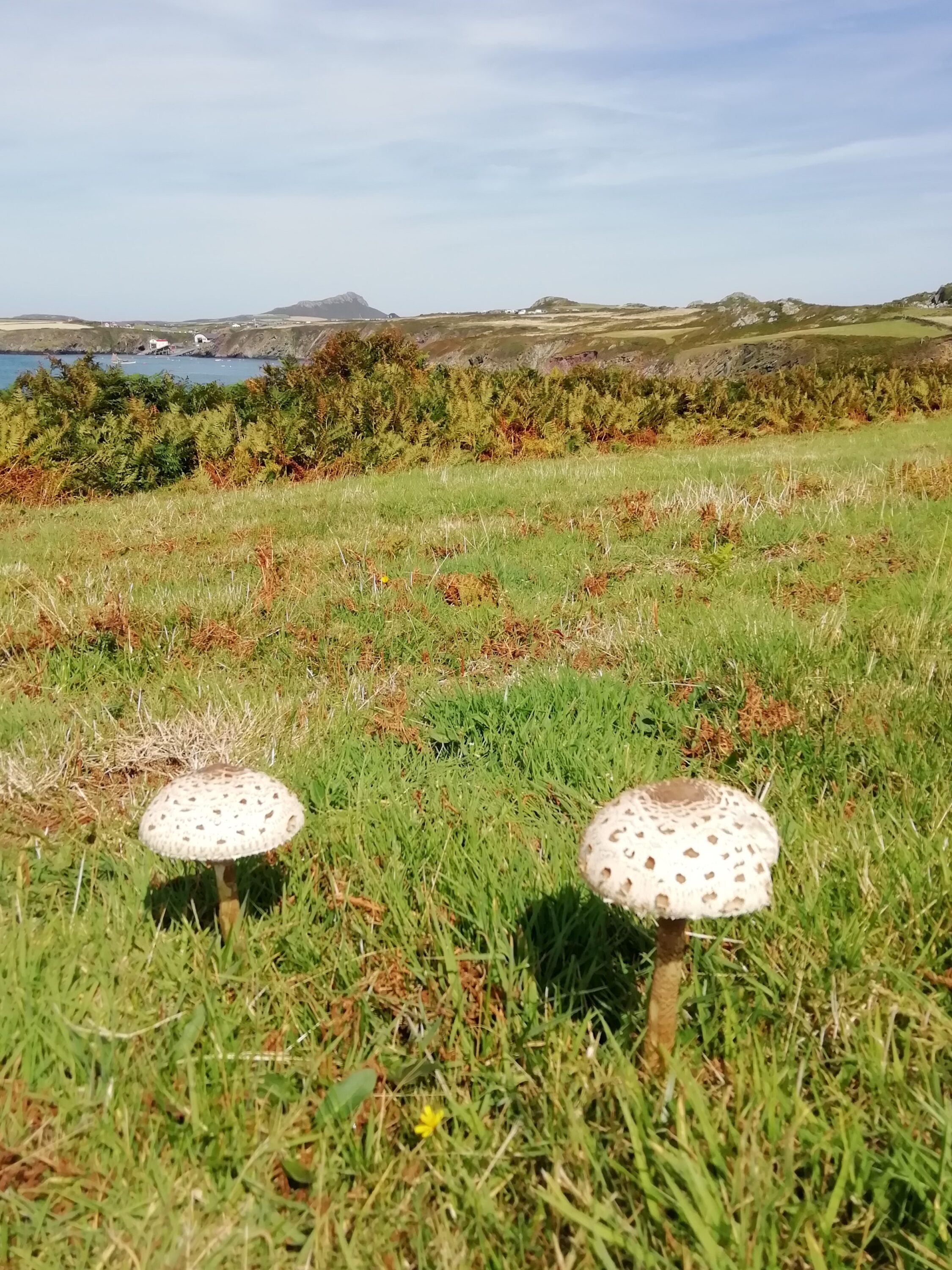 Parasols in the sun