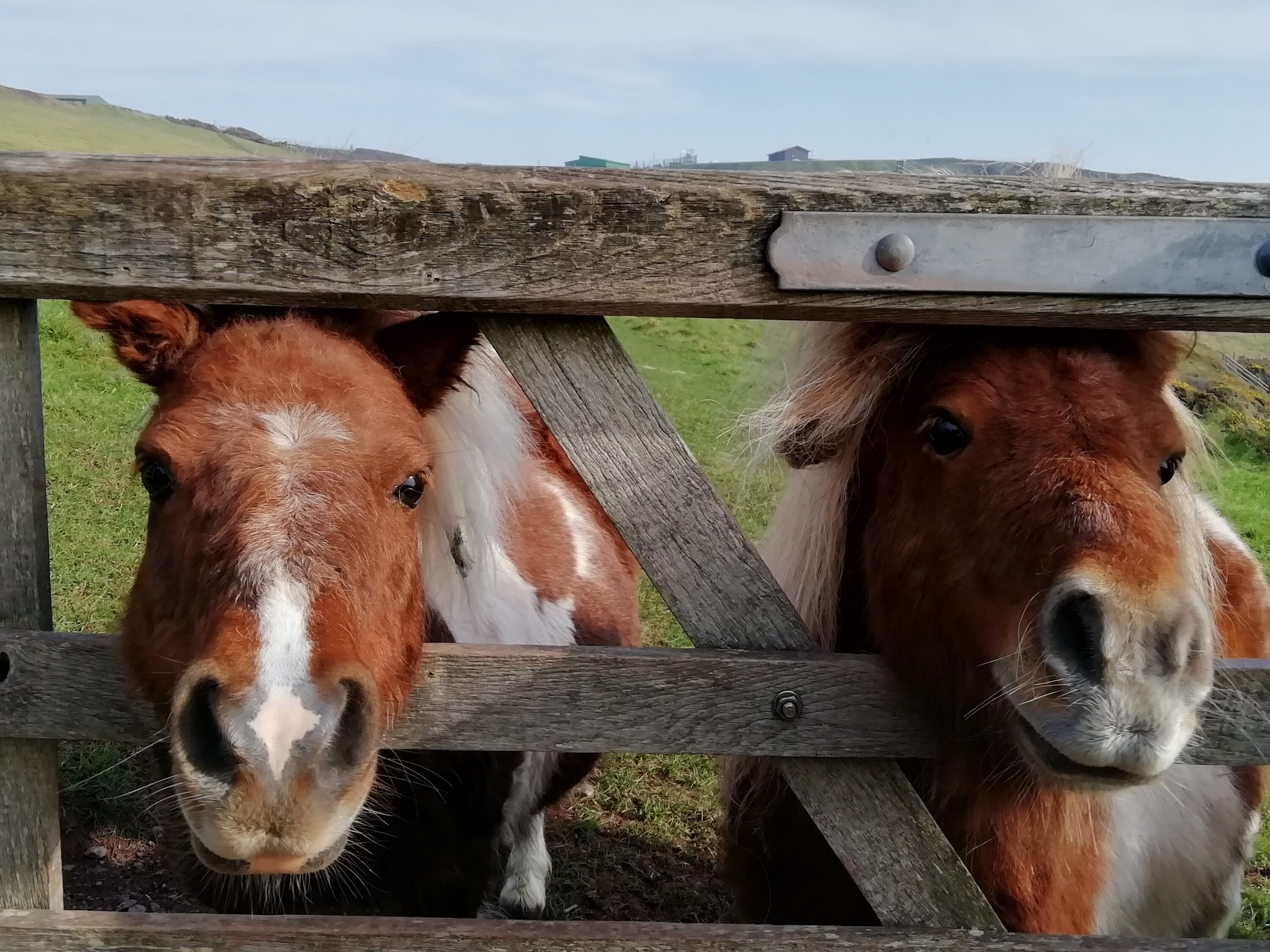Coast Path Ponies