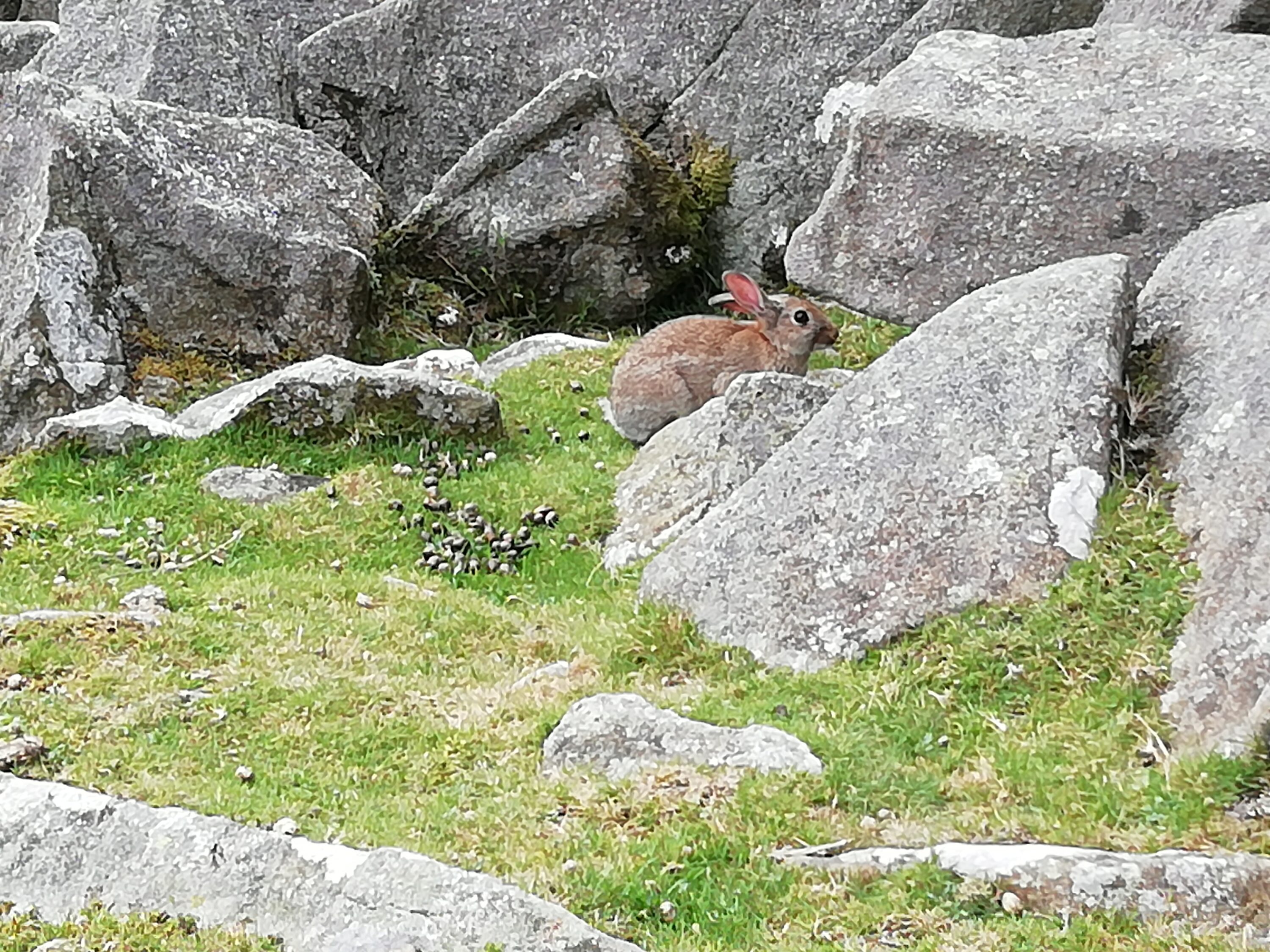 Rabbit