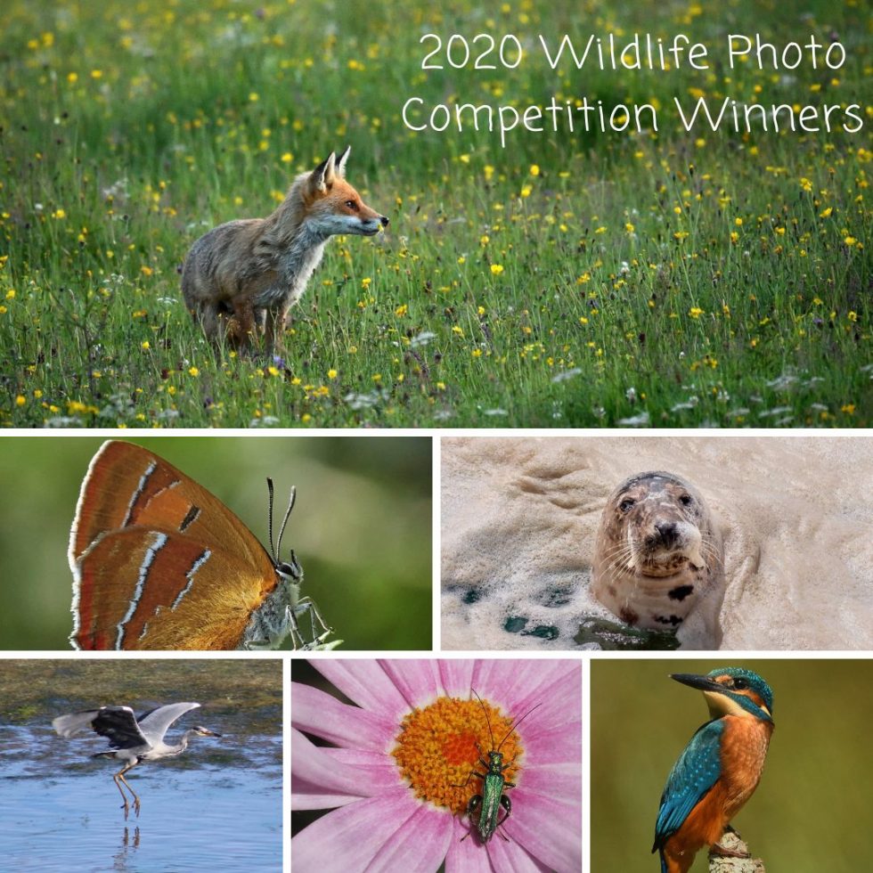 Winners of the 2020 wildlife photography competition are announced