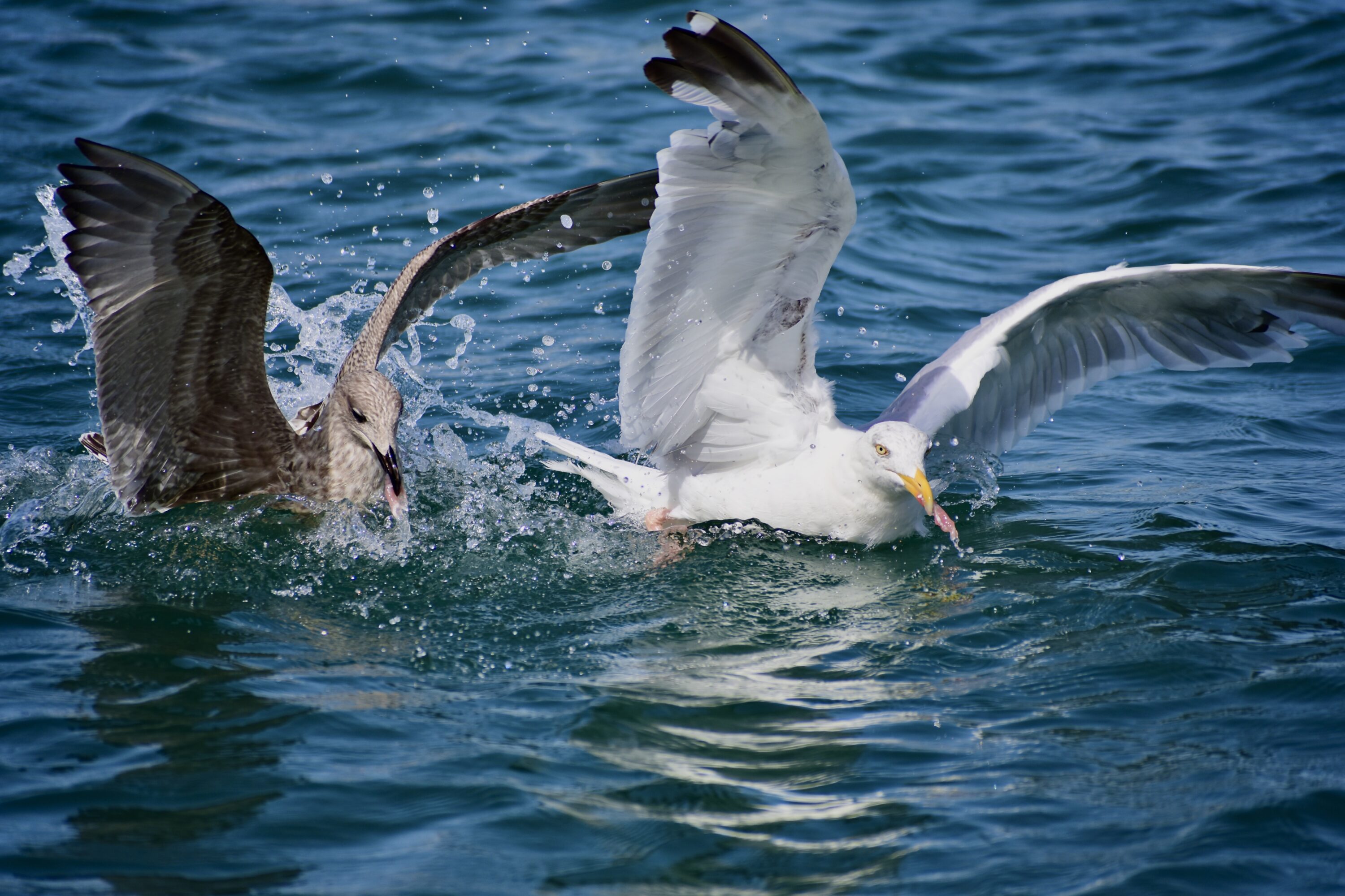 Parent Gull teaching the young