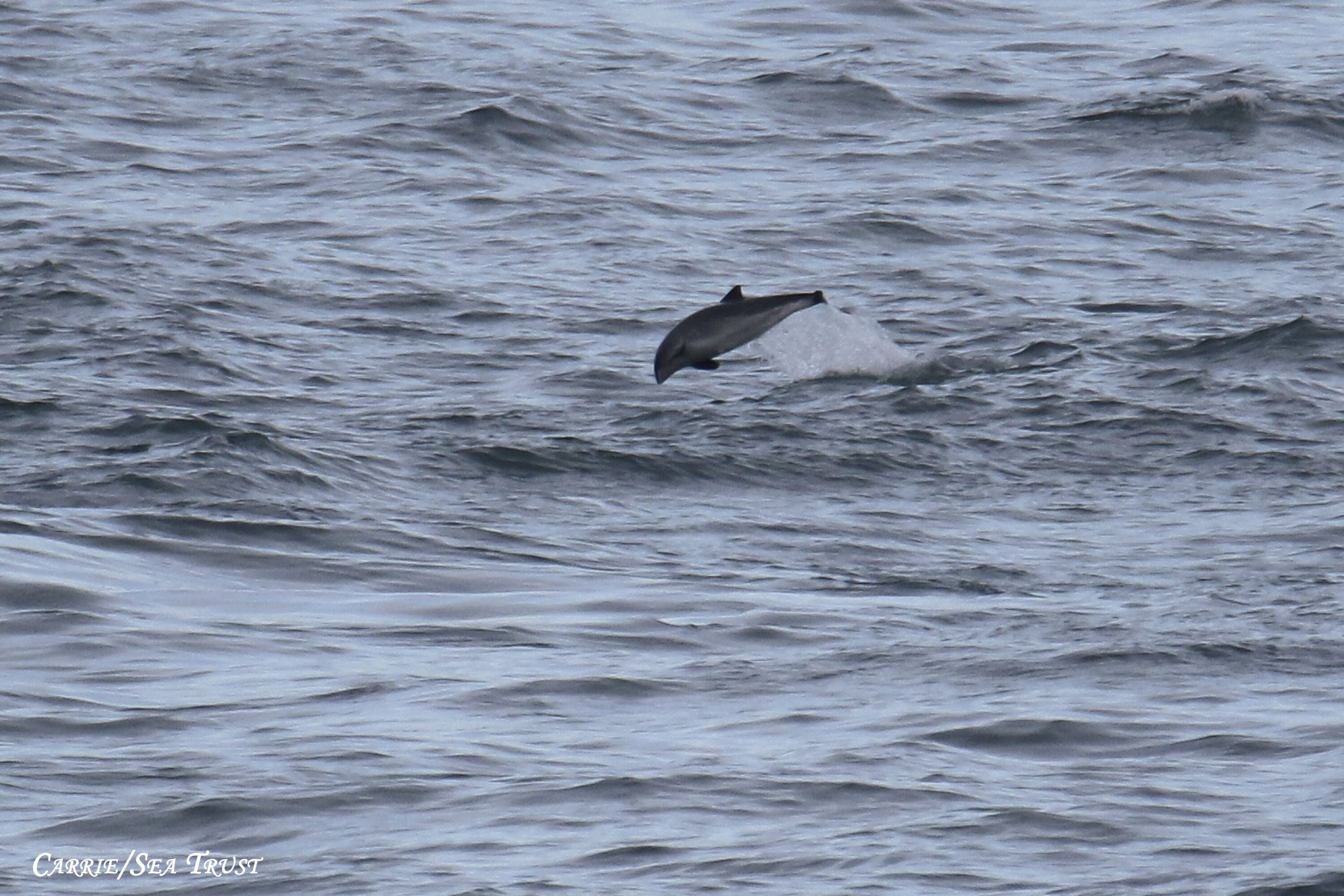 Breaching Porpoise