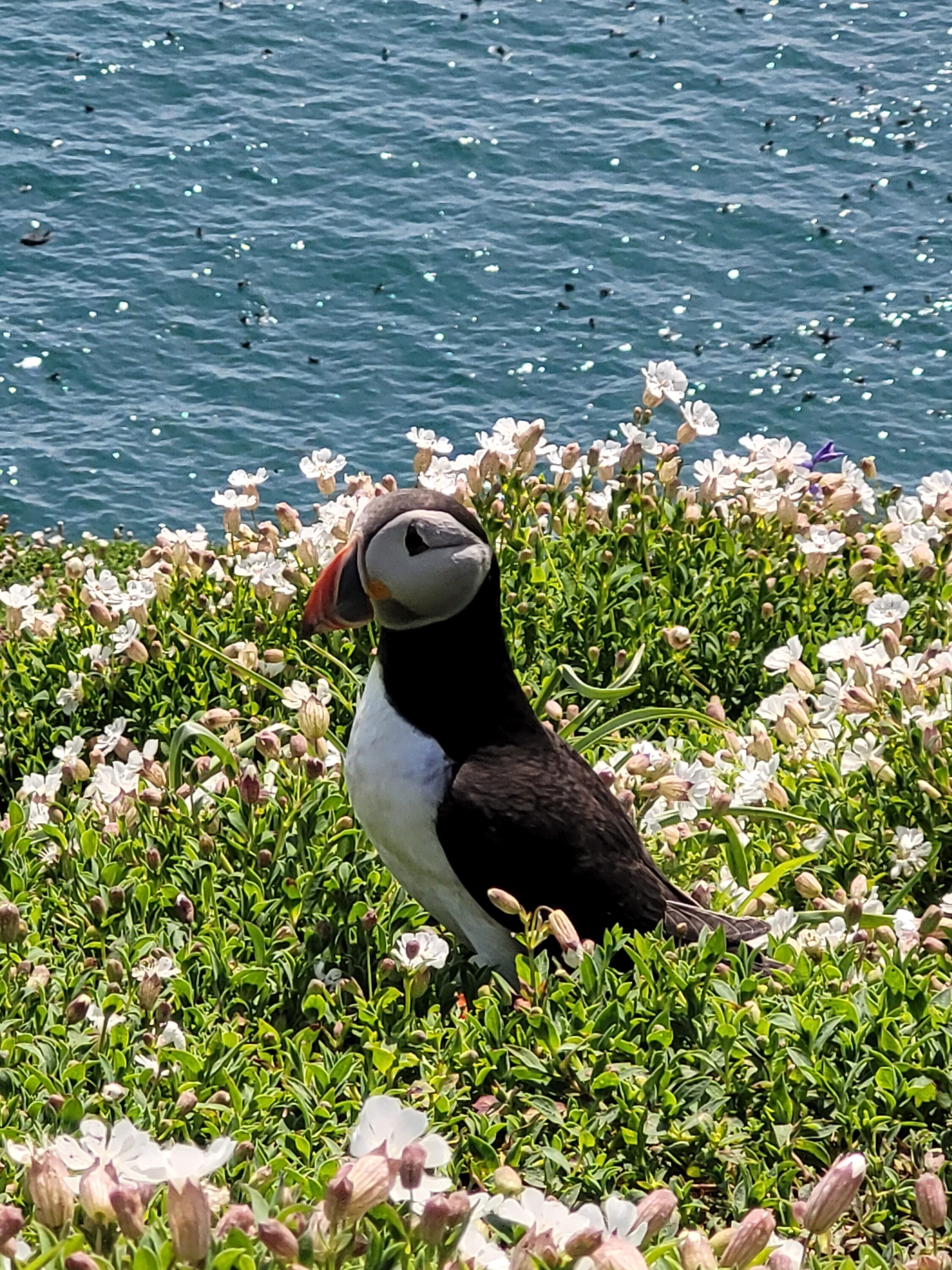 Waddling through life