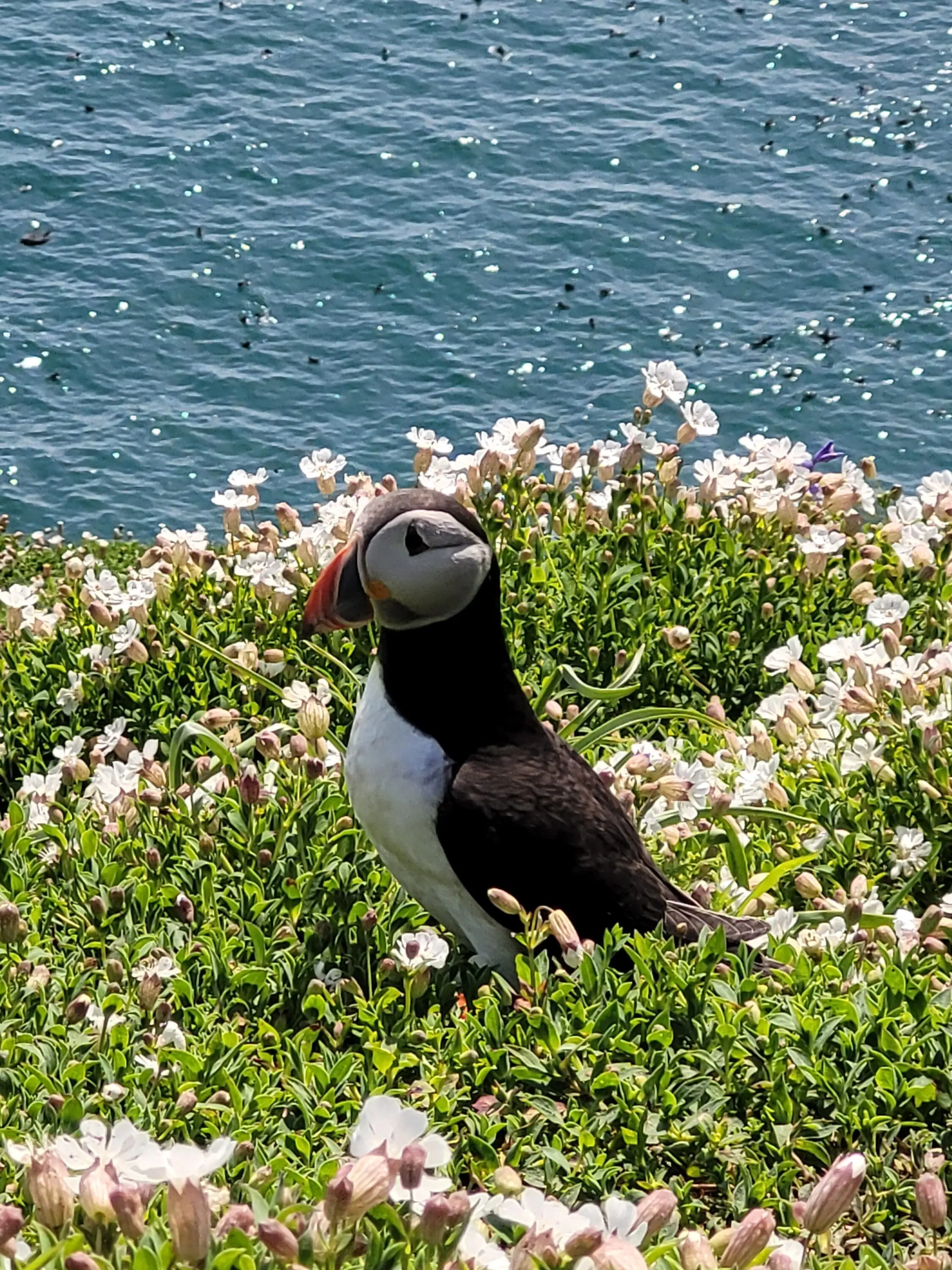 Waddling through life