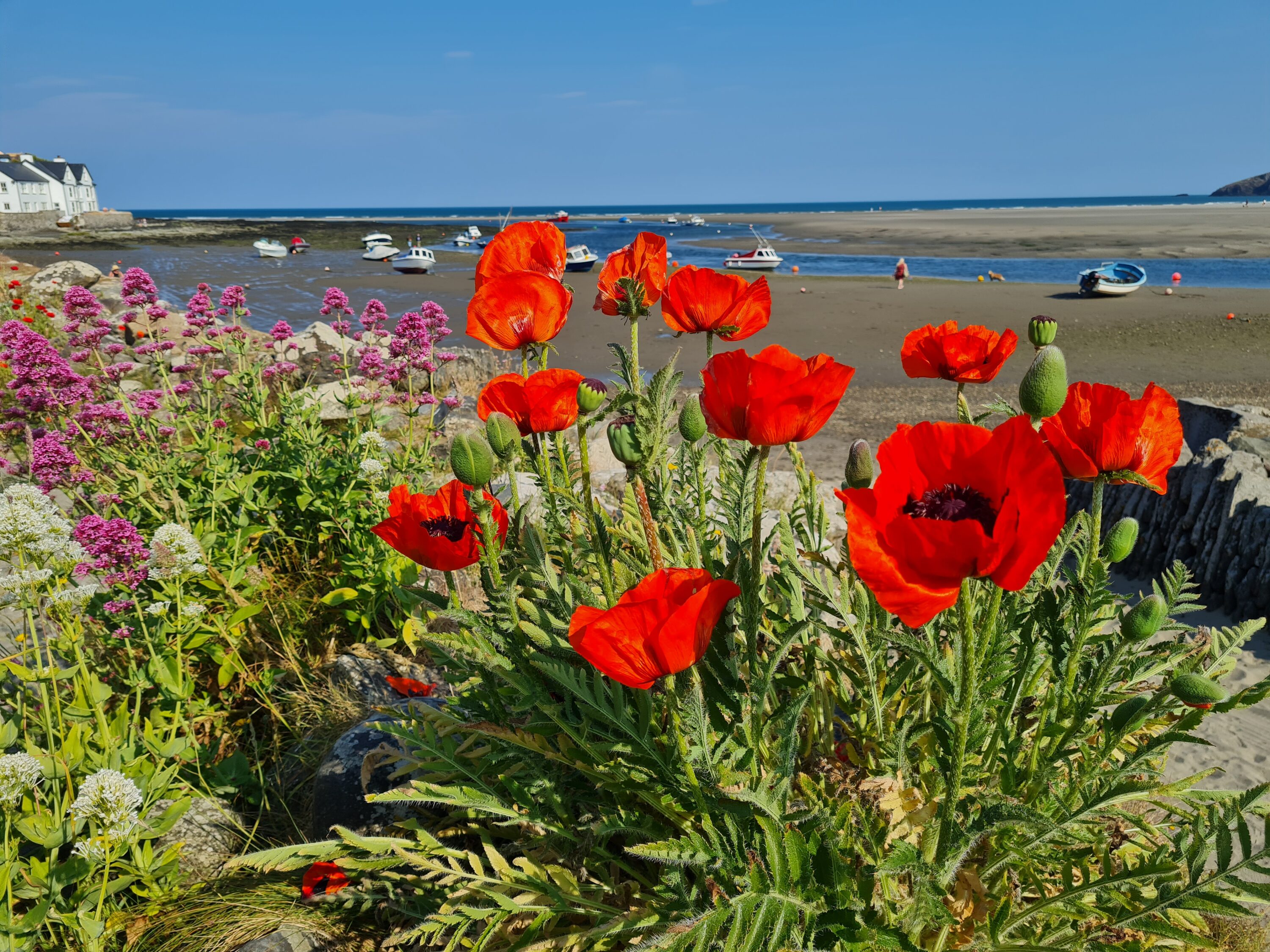 Bee-friendly beaches