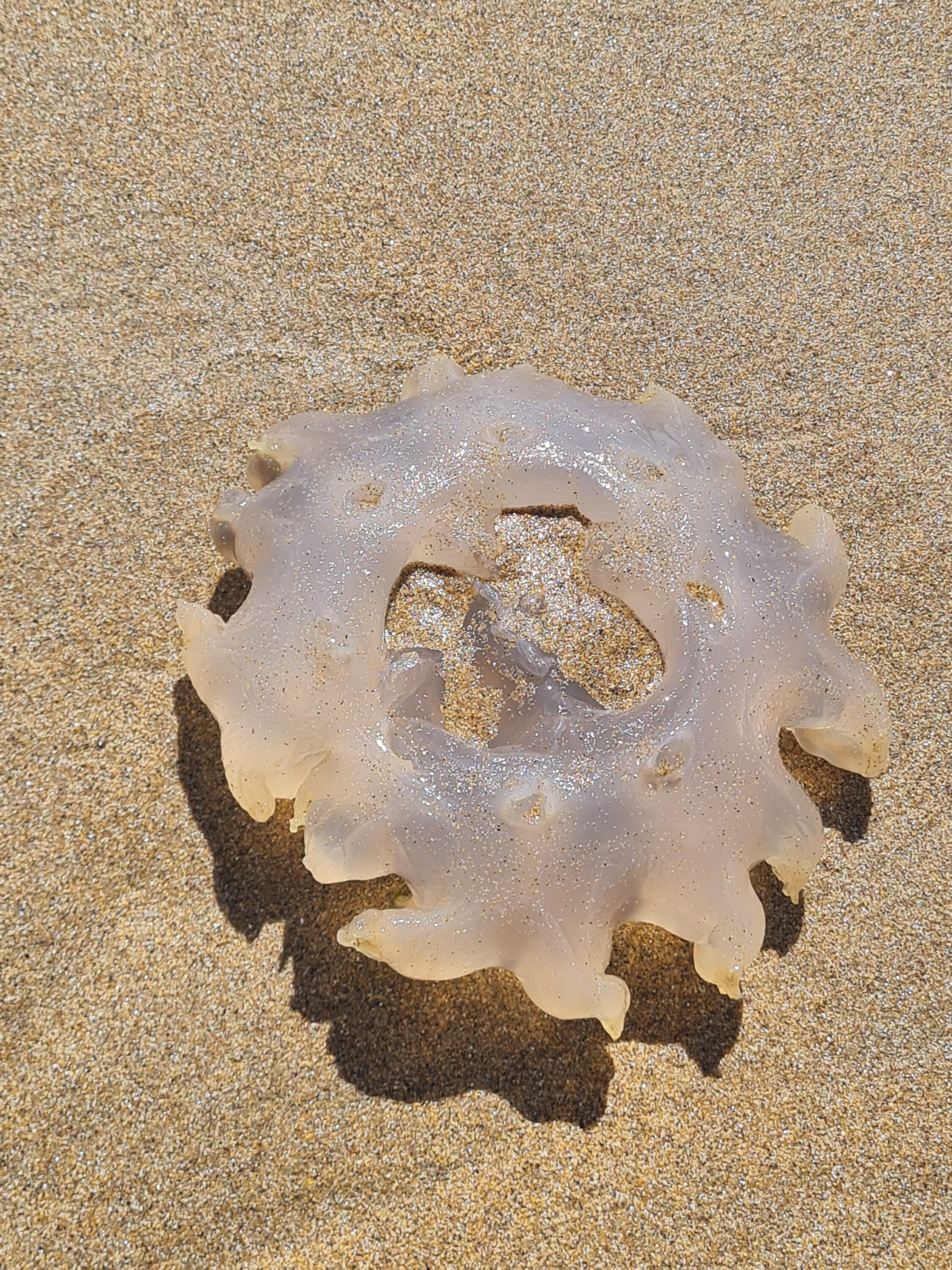 Jelly wheel
