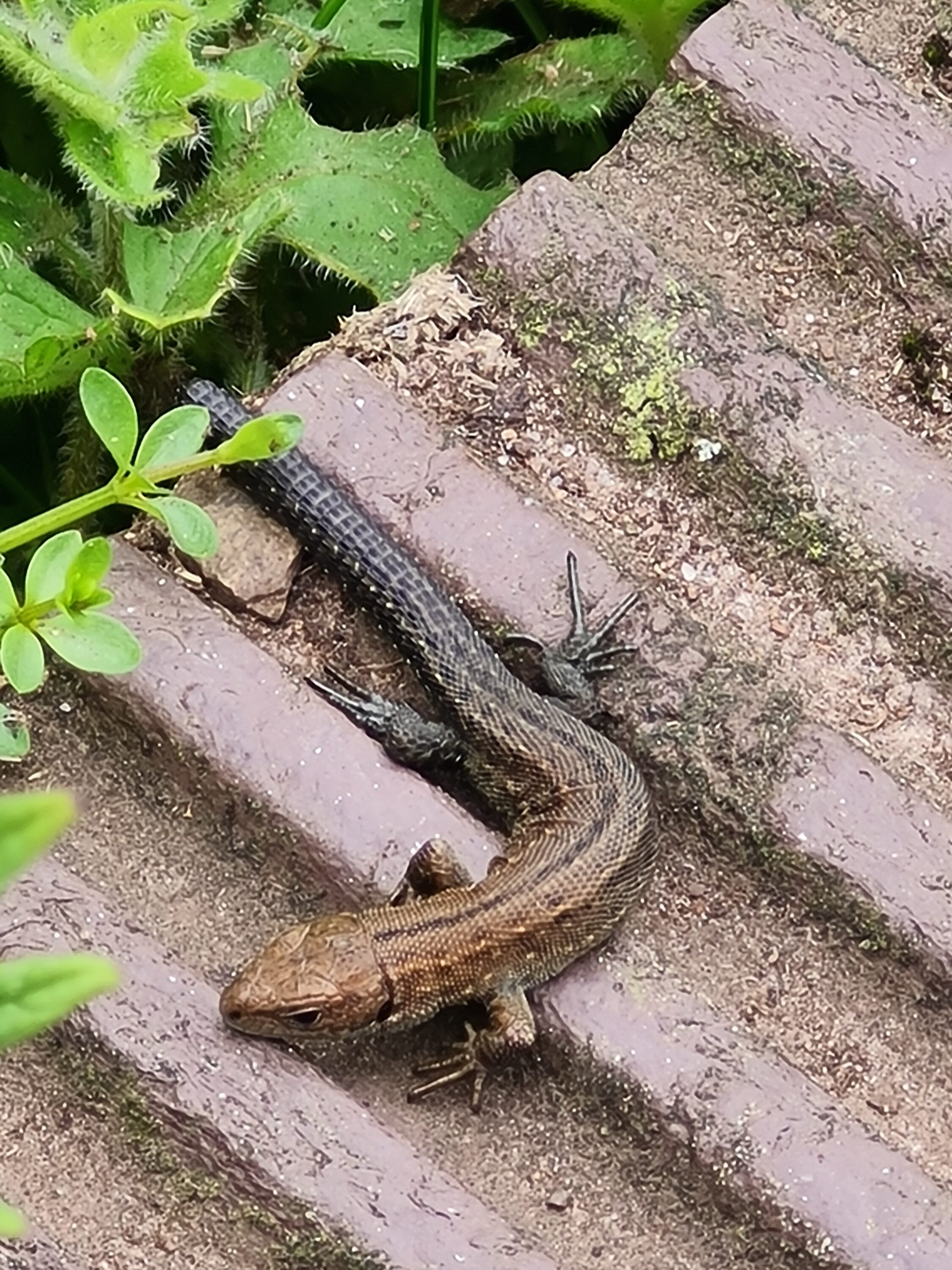 Lizard lazing around