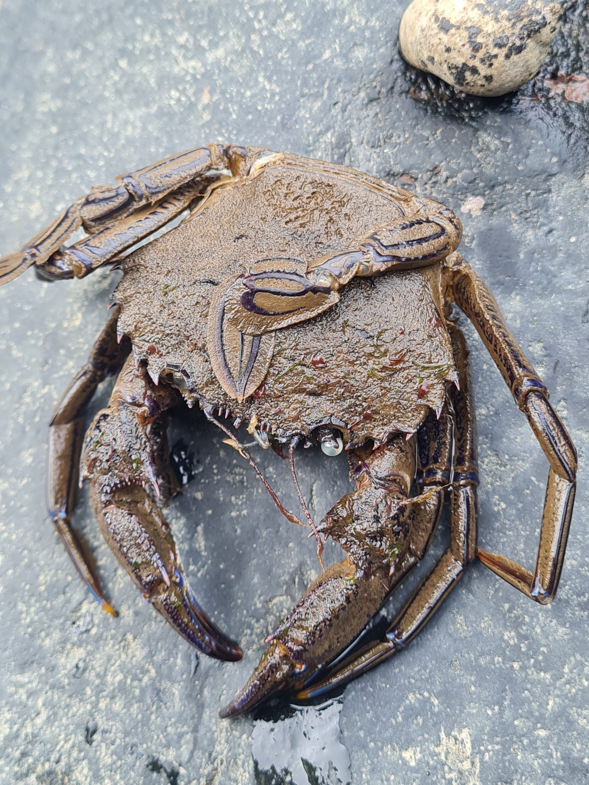 Velvet crab