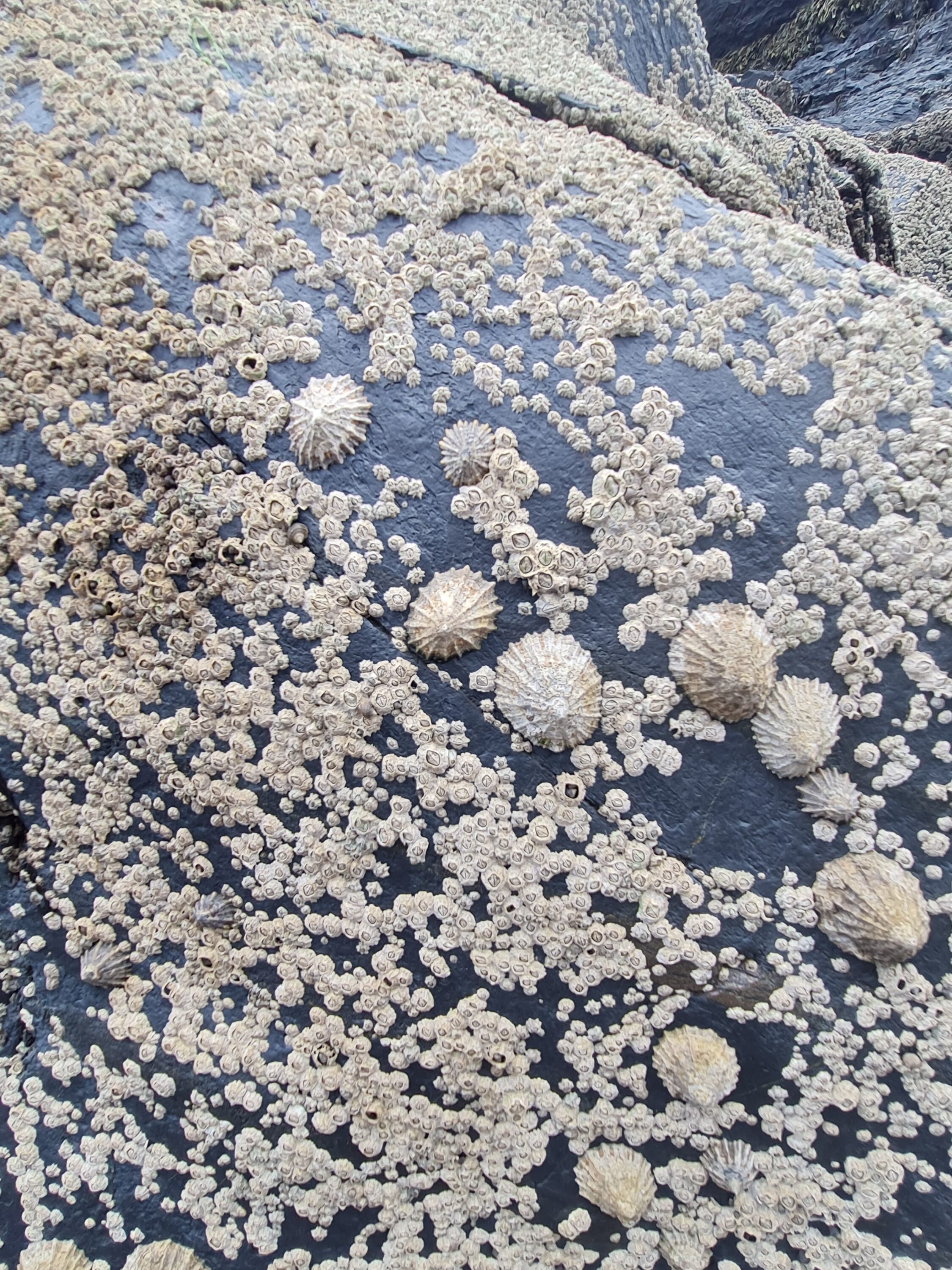 Limpets and barnacles