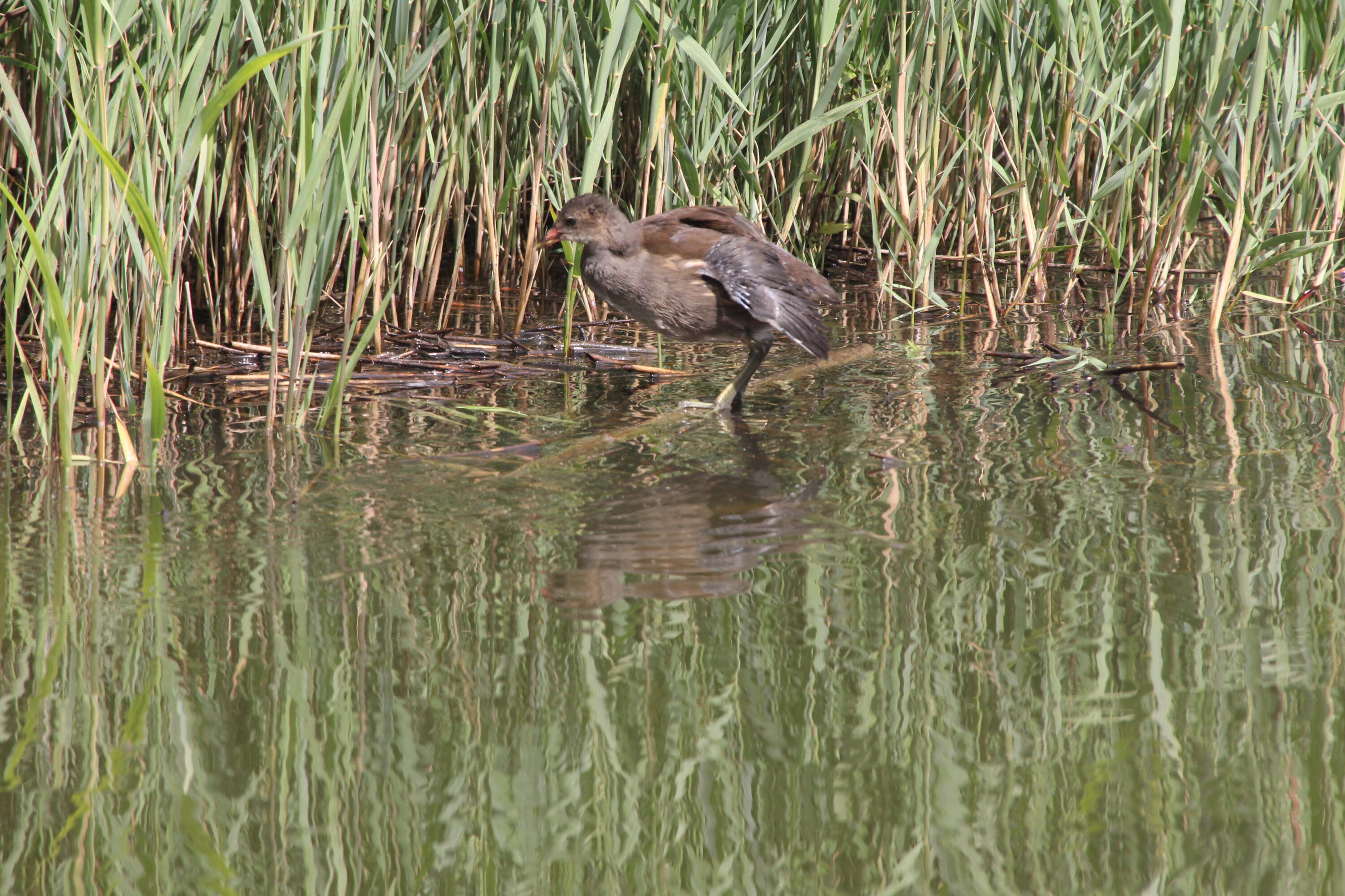 Juvenile moorhen