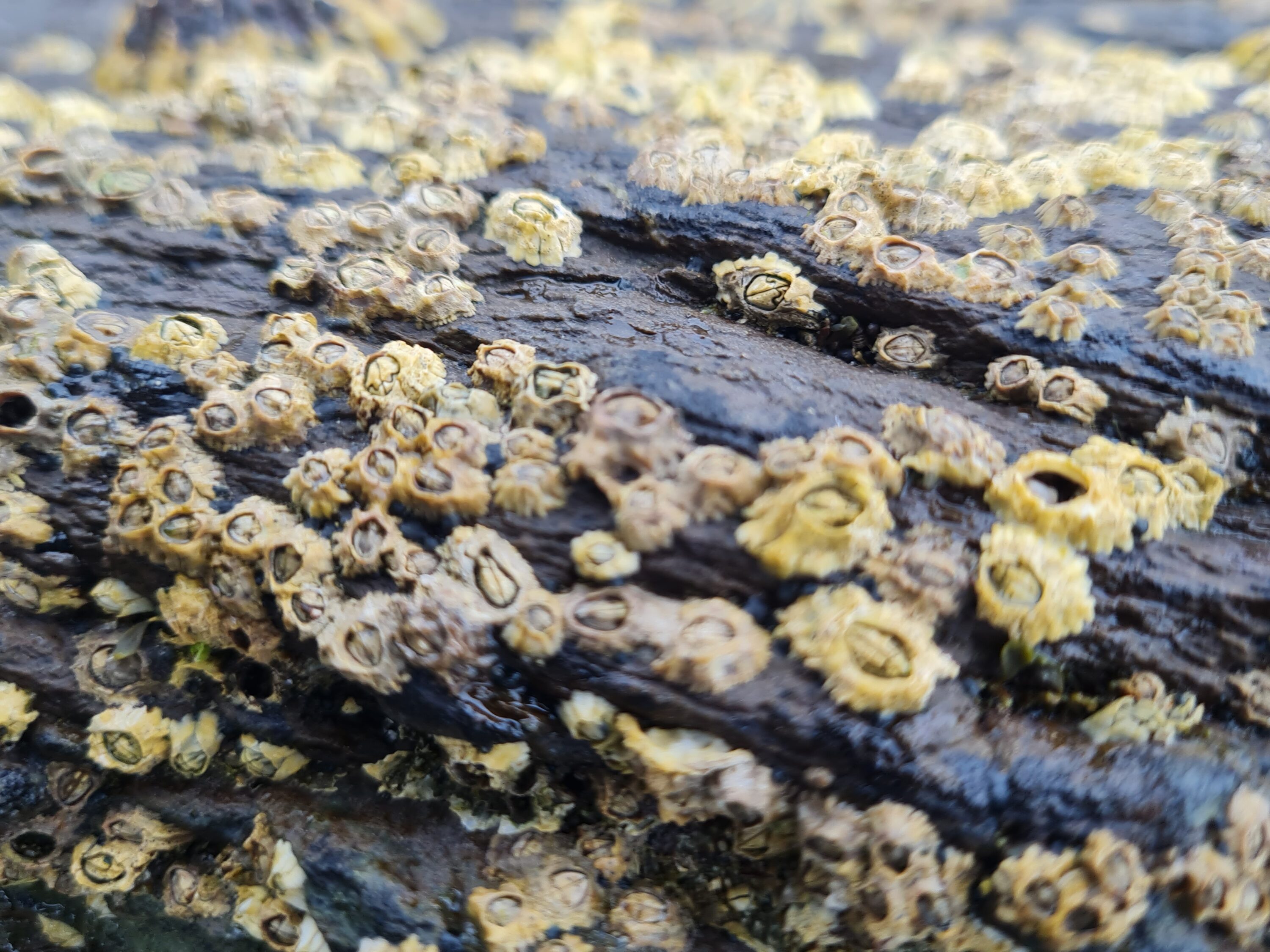Focus on one barnacle