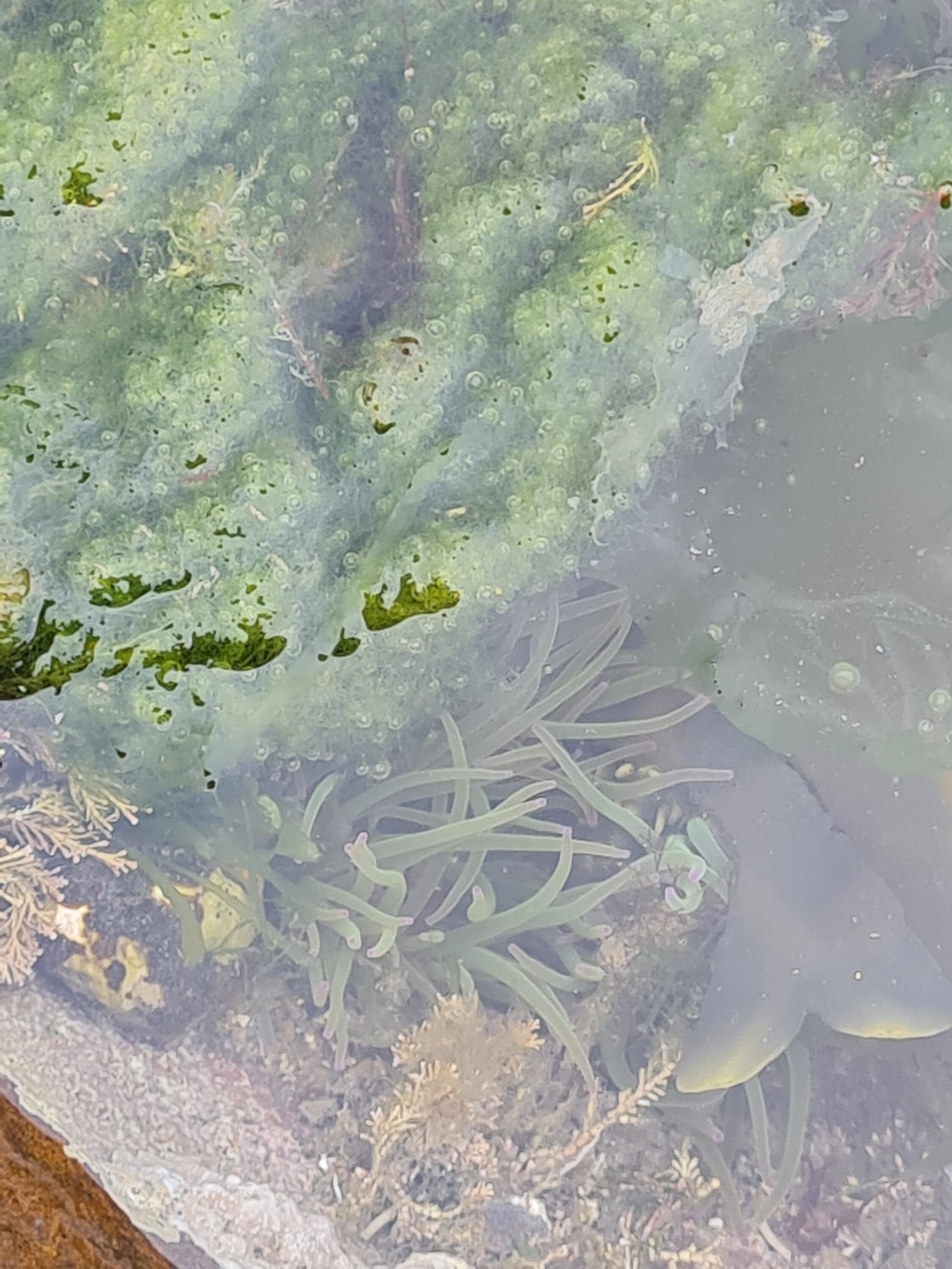 Snakeslocks anemone