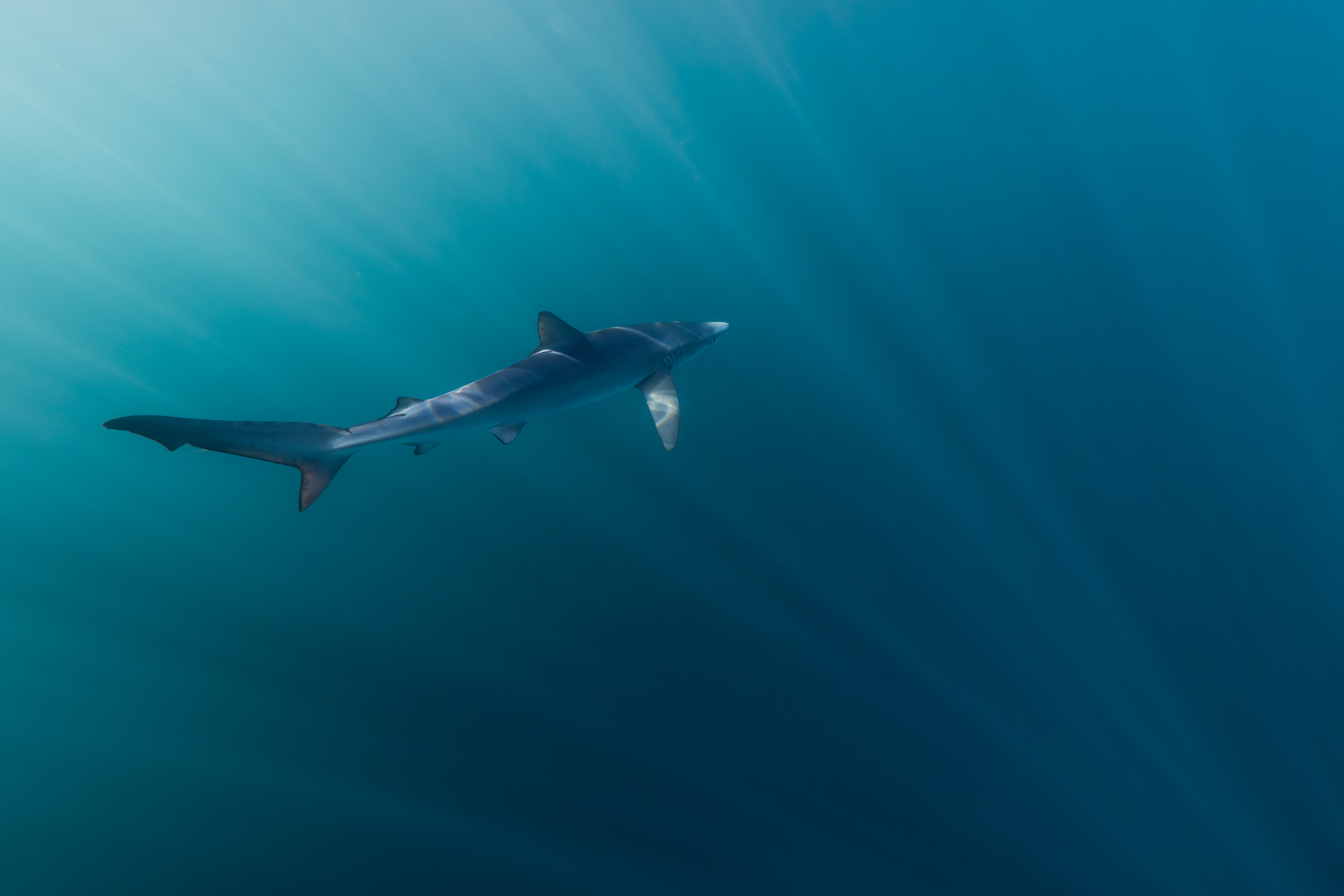 In the Blue
