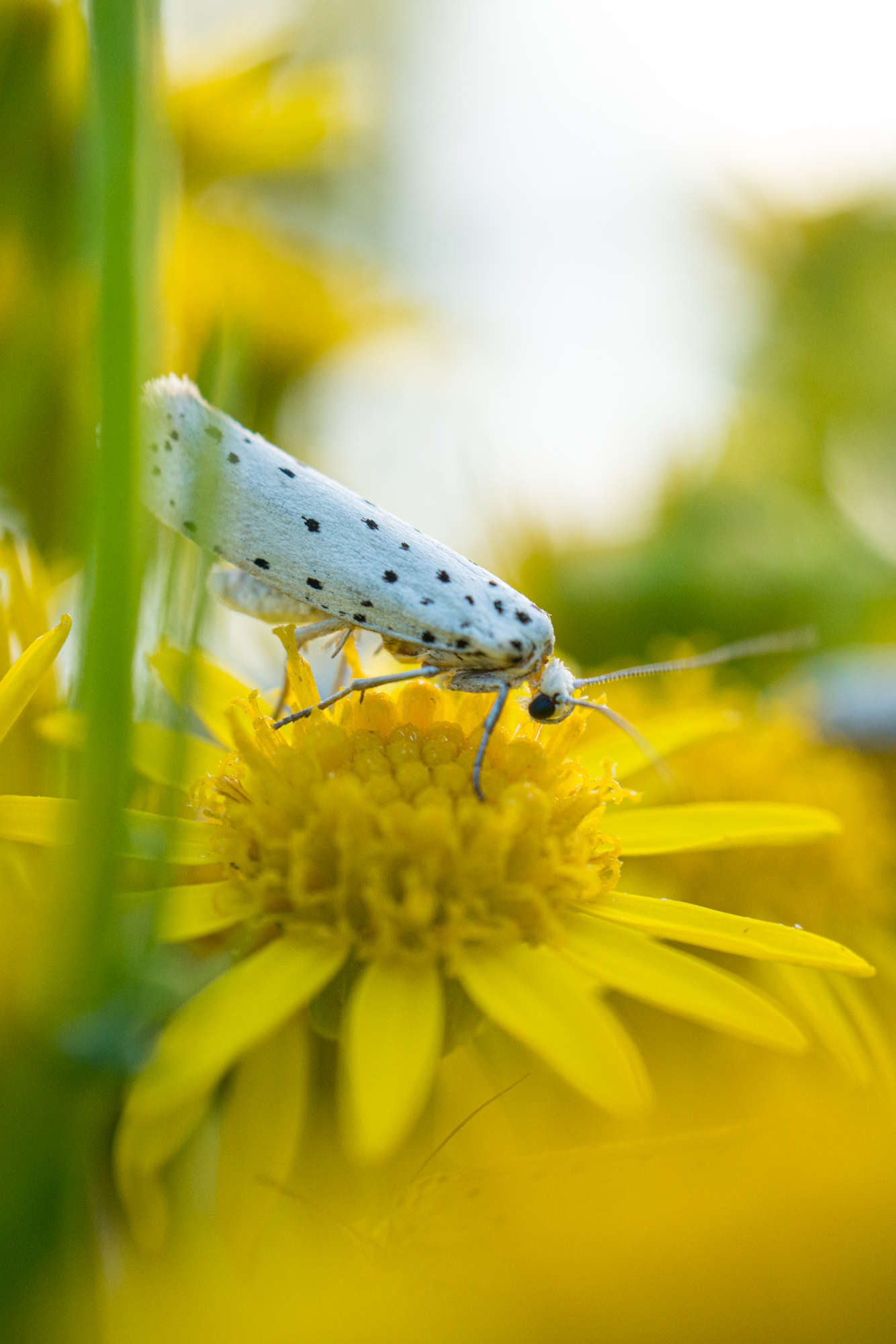 Ragwort Feast