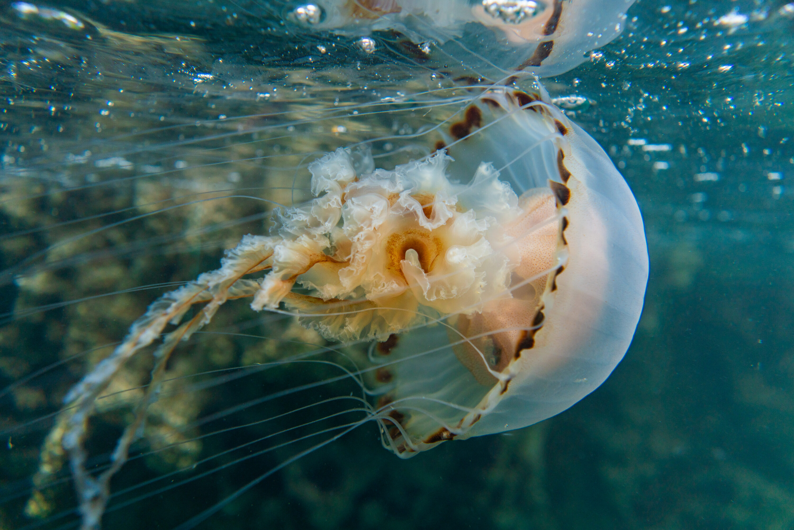 Jelly’s in the Bay