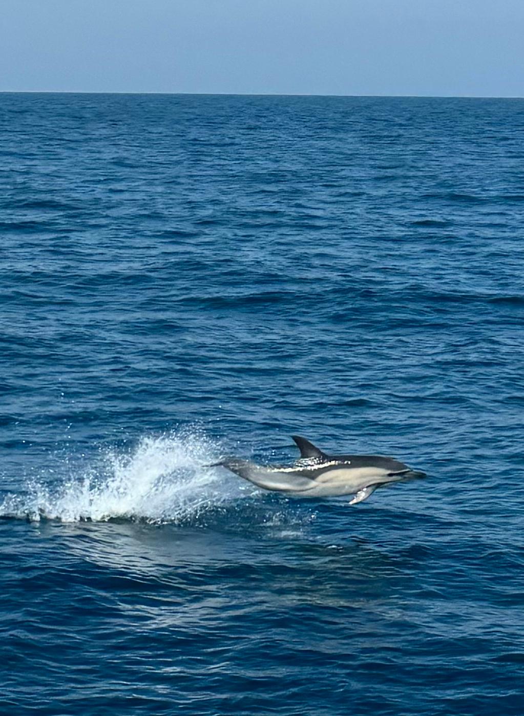 Flying High In Pembrokeshire