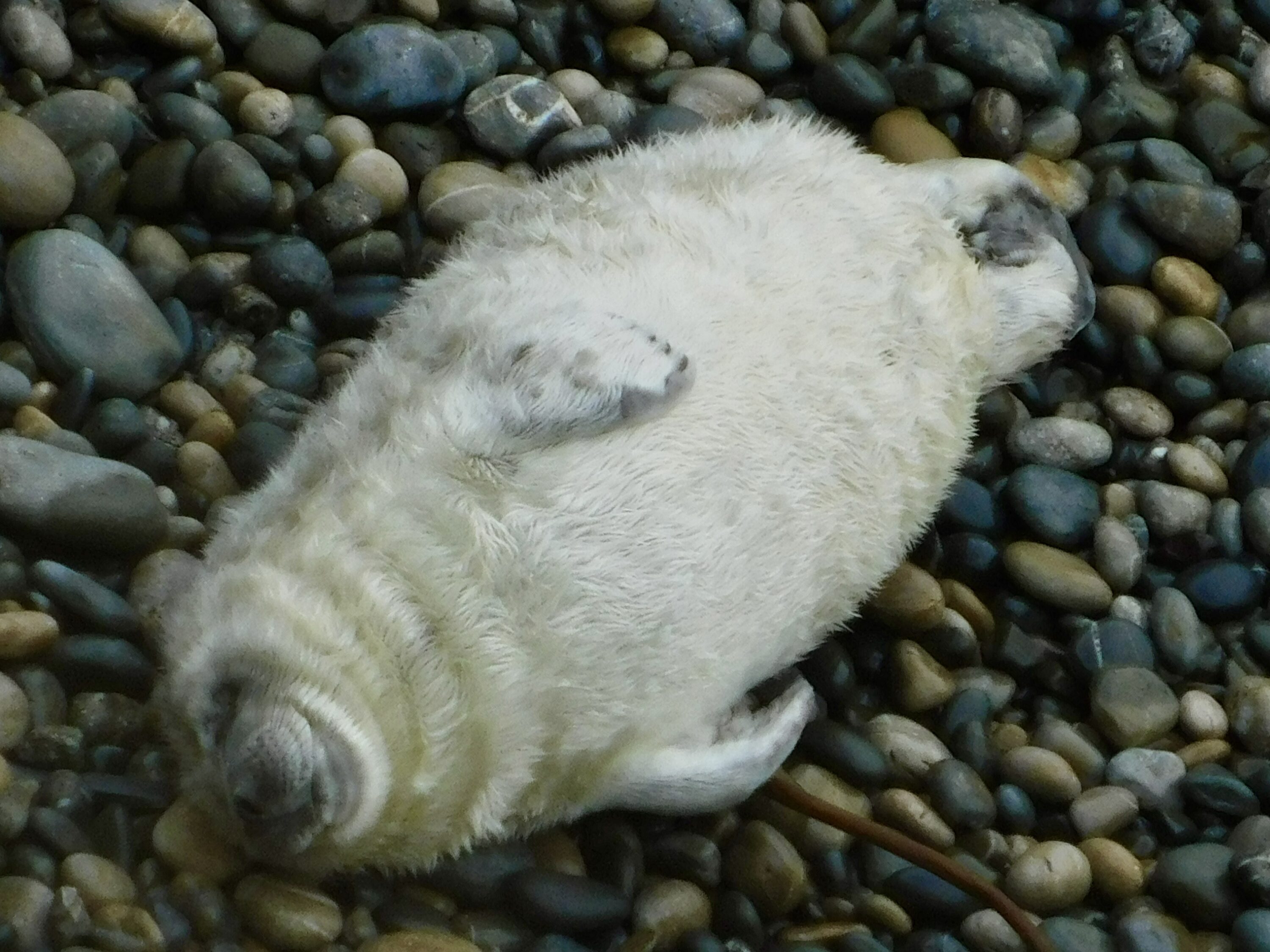 Lazy days in the sun