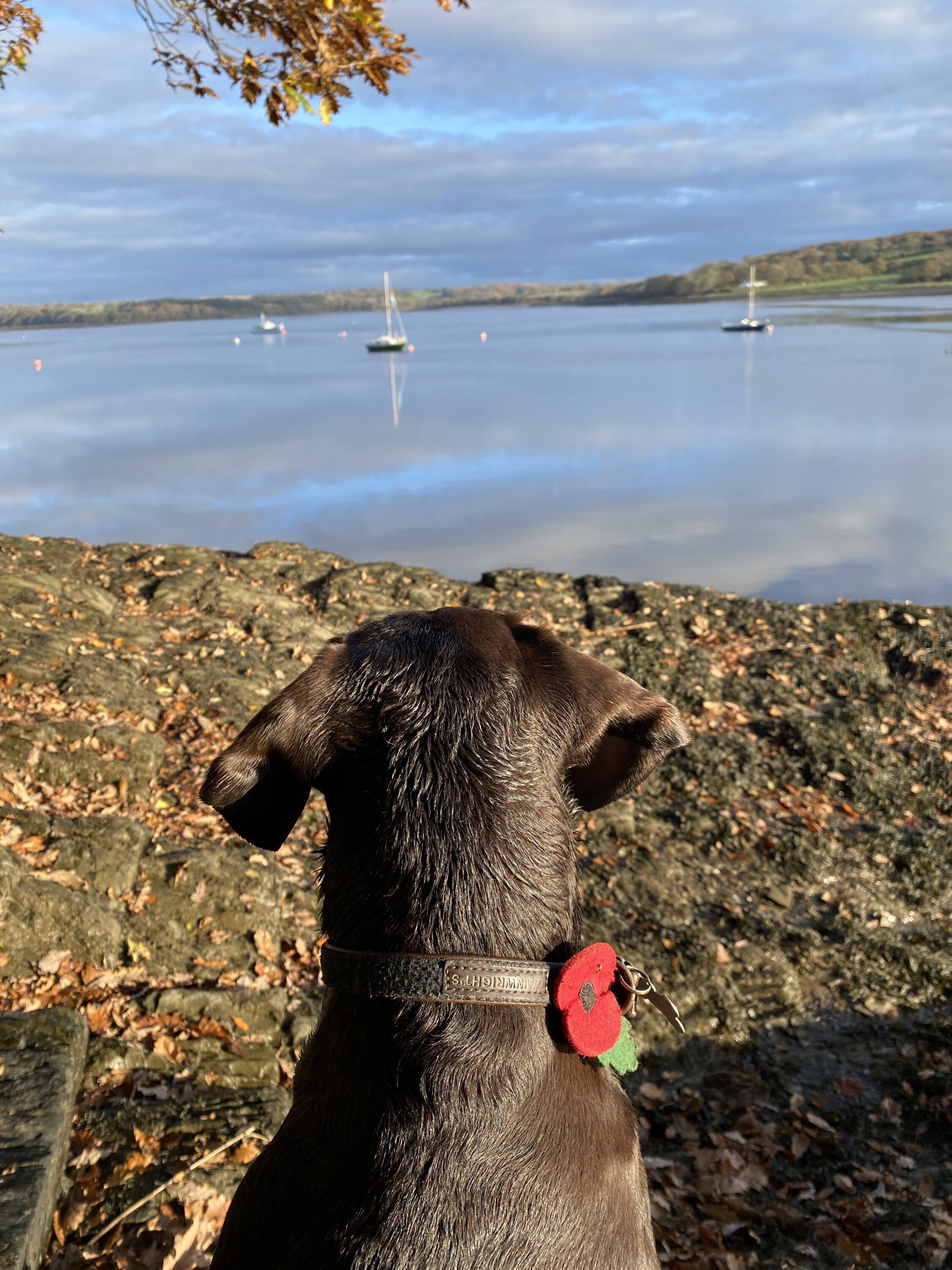 Walks along the Cleddau