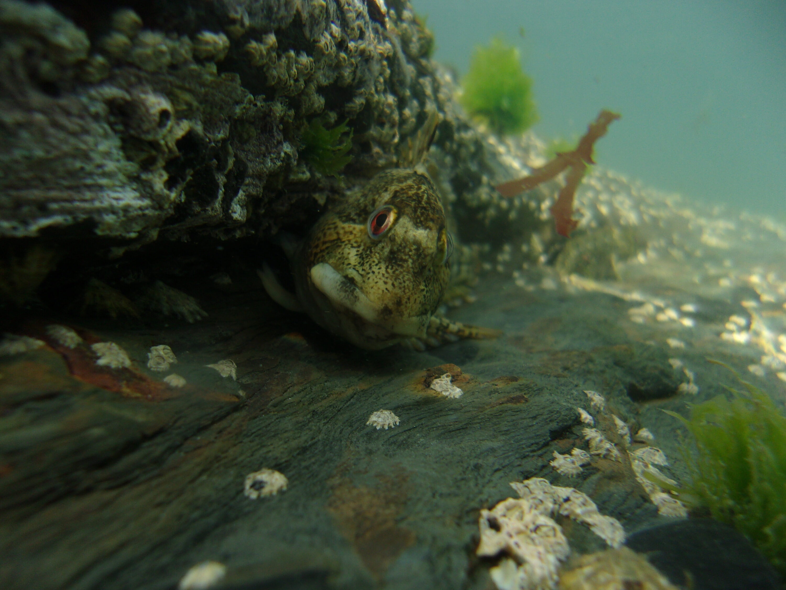 Common Blenny