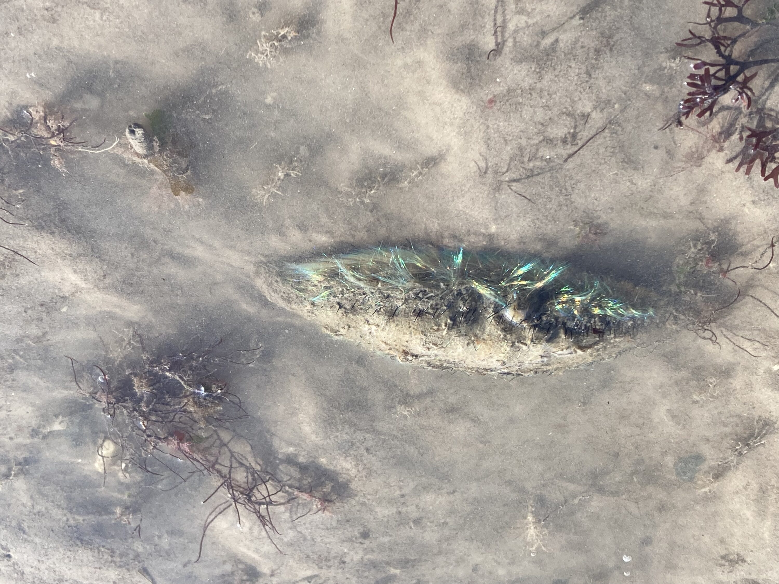 Sea Mouse. Aphrodite aculeata
