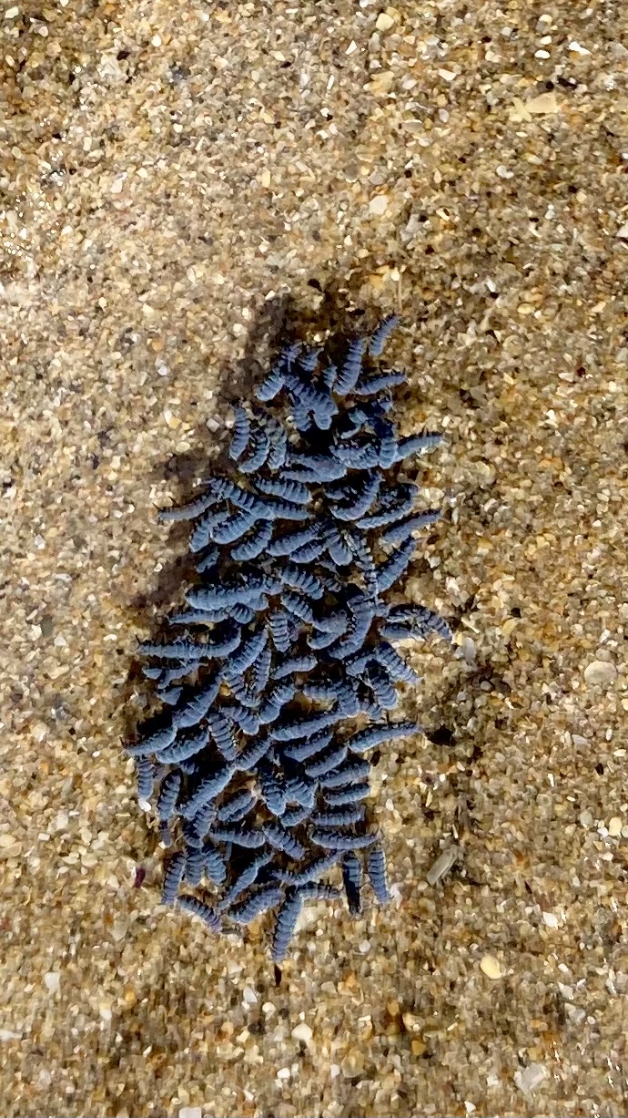 Seashore Springtails Colony