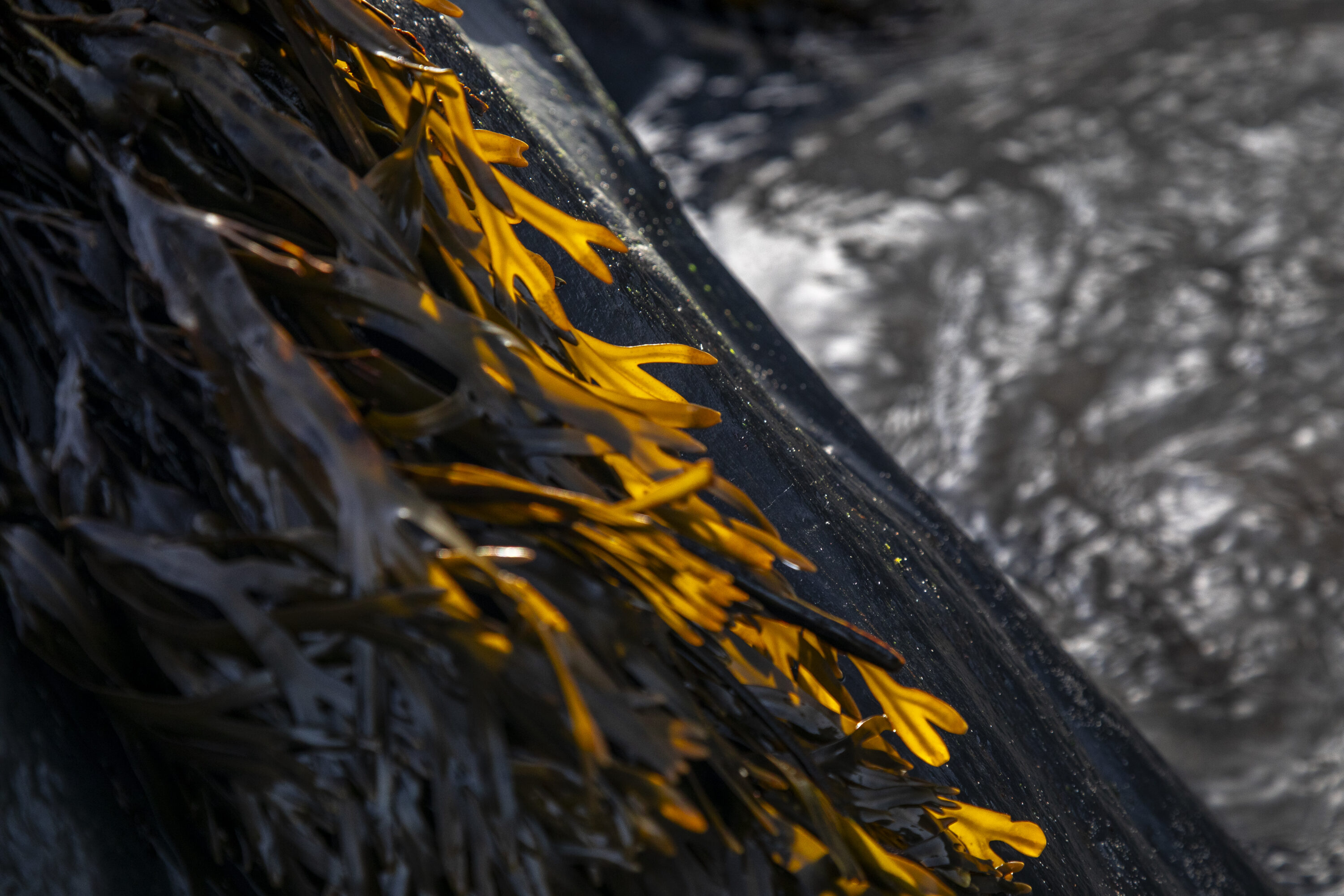 Bladder Wrack in Winter Sunshine