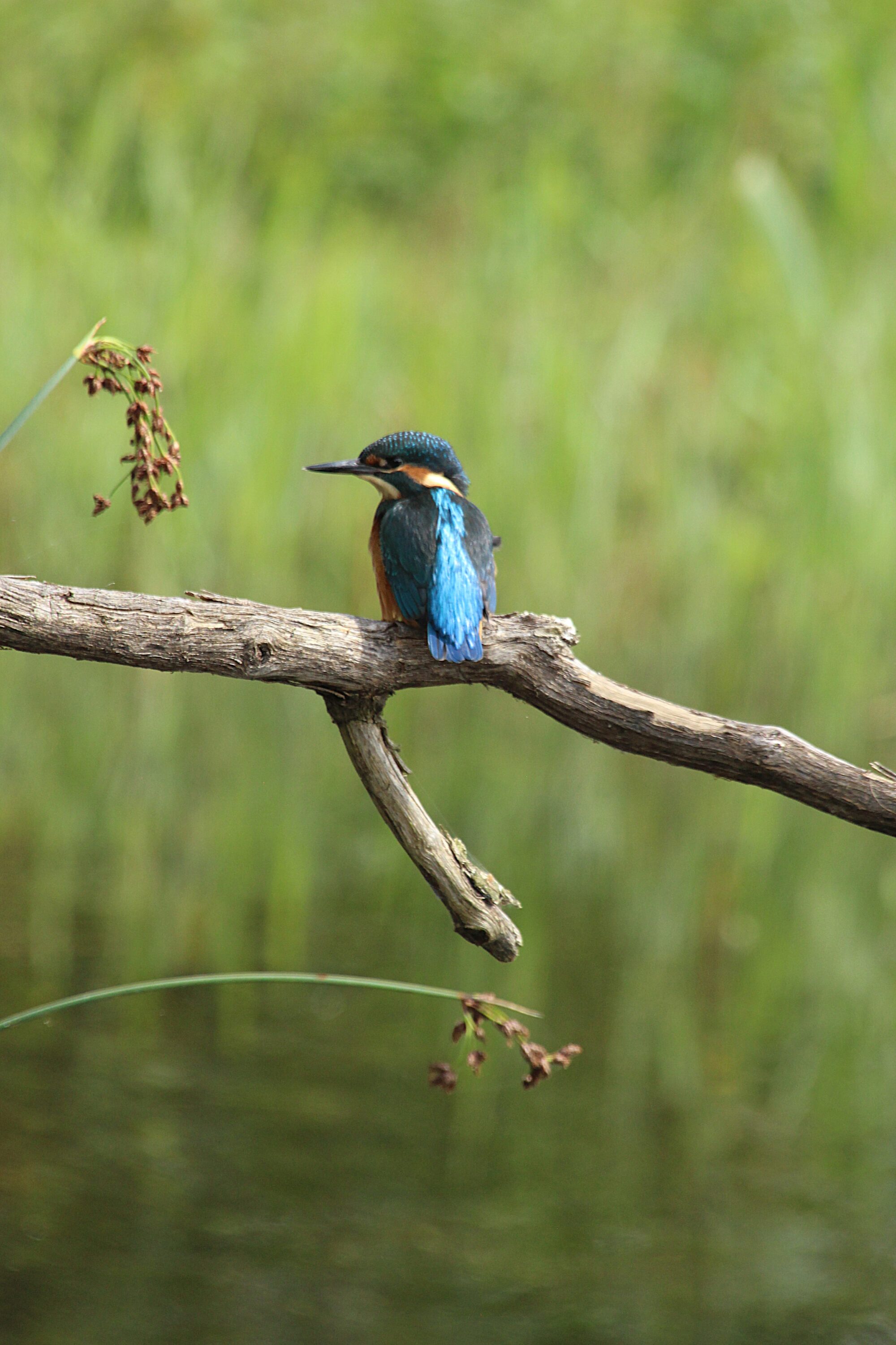 From the Kingfisher Hide