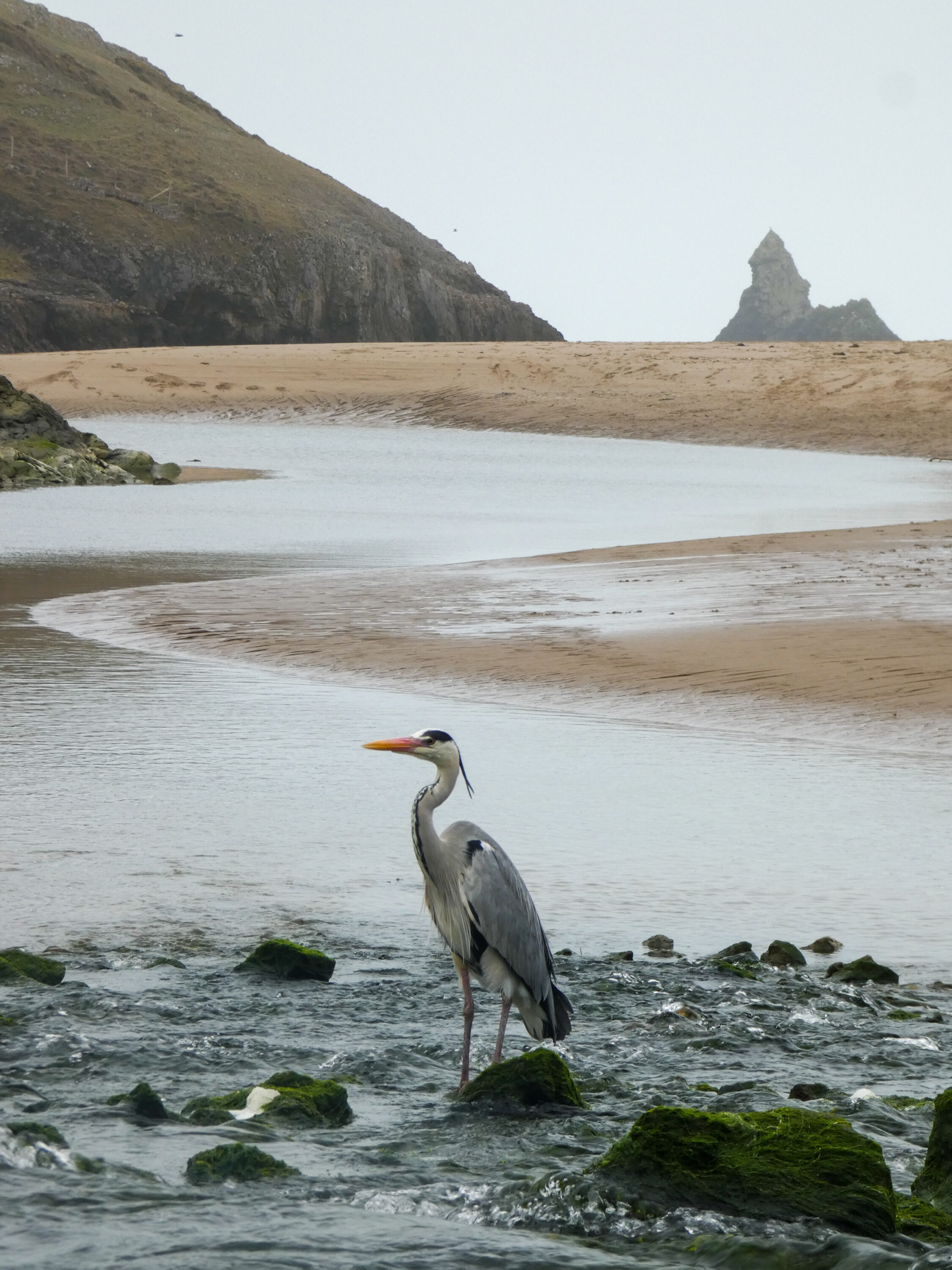 Heron and the Church