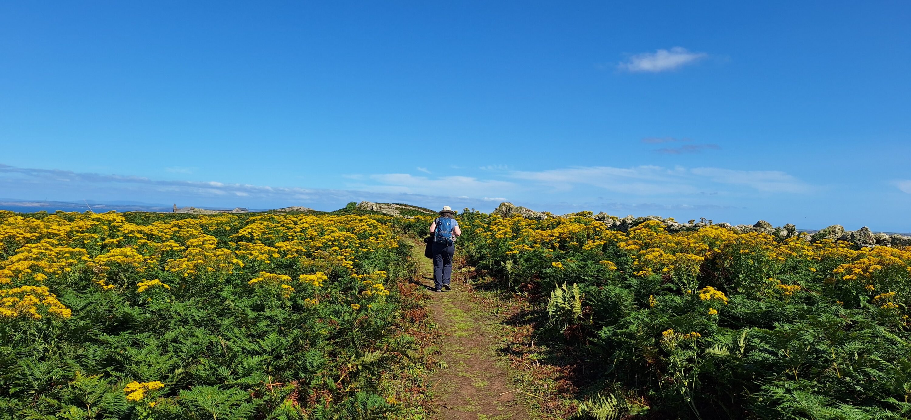 Mellow yellow Skomer