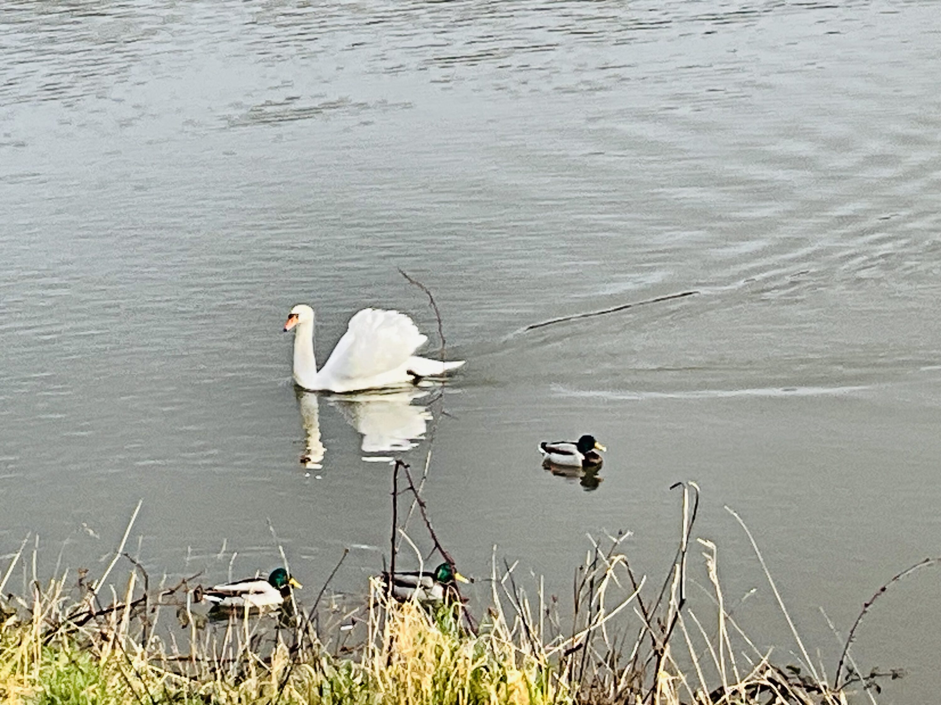 Duck duck duck swan