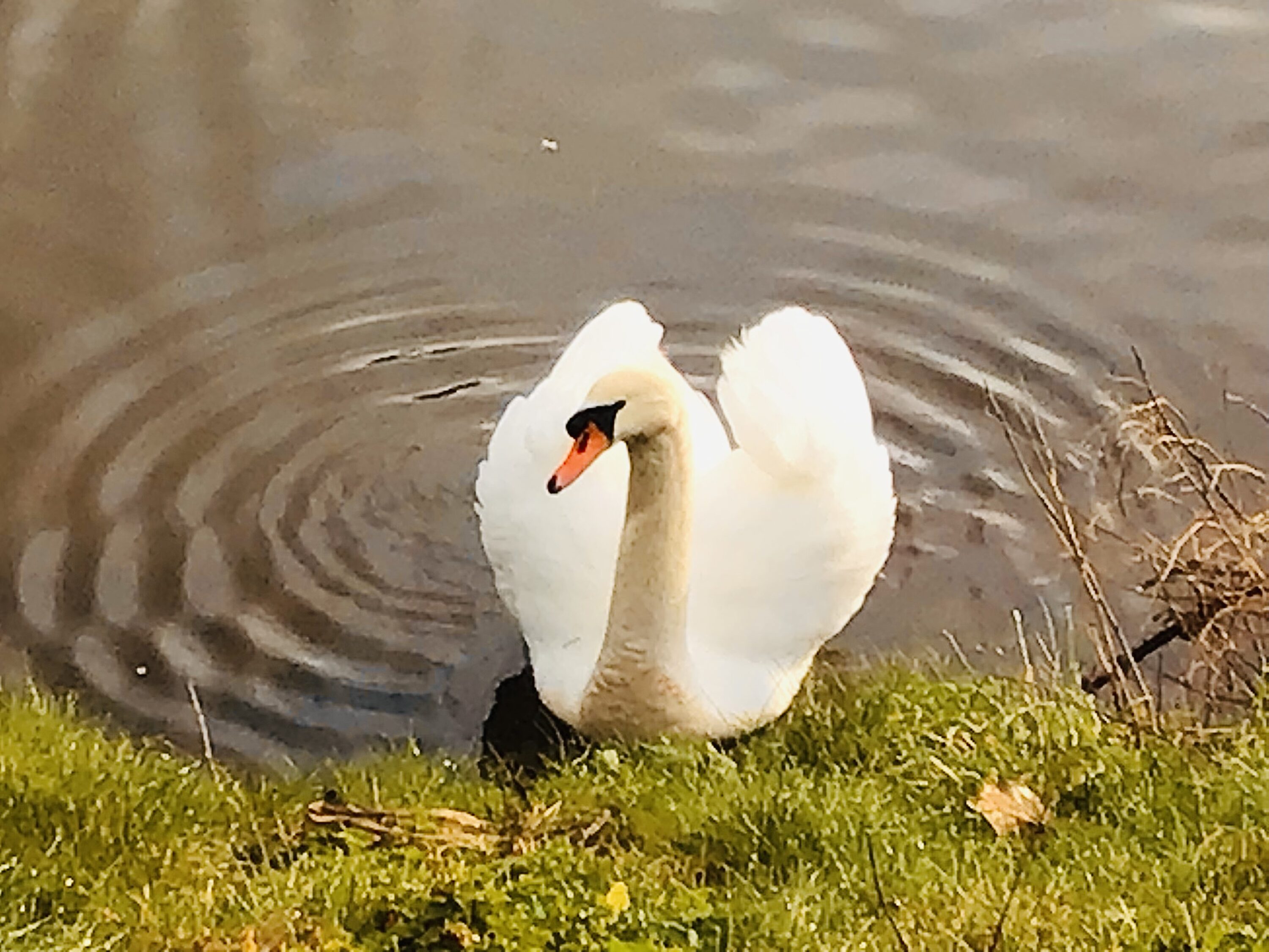 Valentines swan