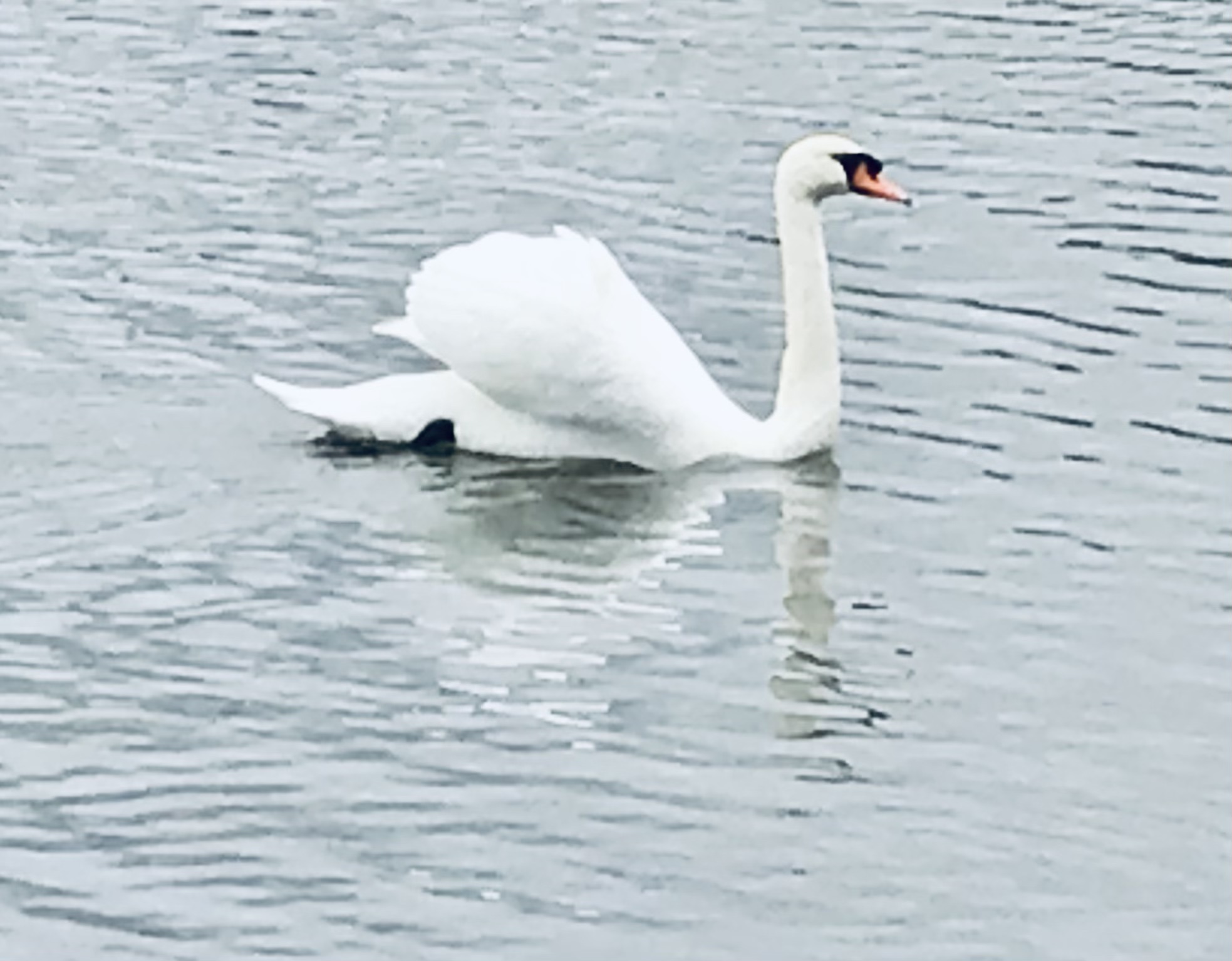 Millpond Pembroke swans