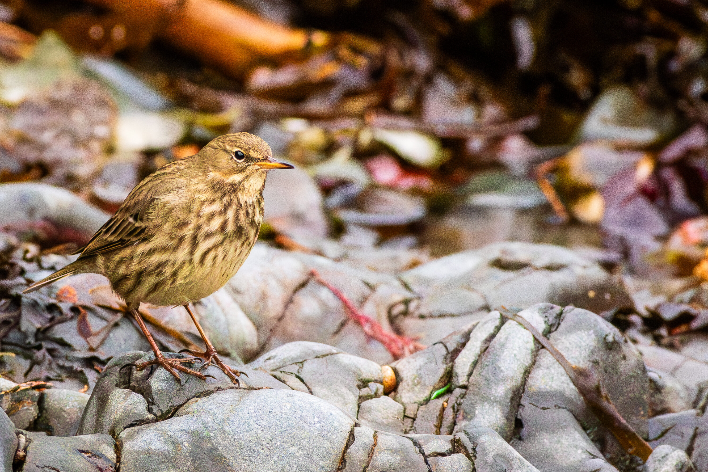 Rock Pipit surveys the aftermath of Storm Darragh