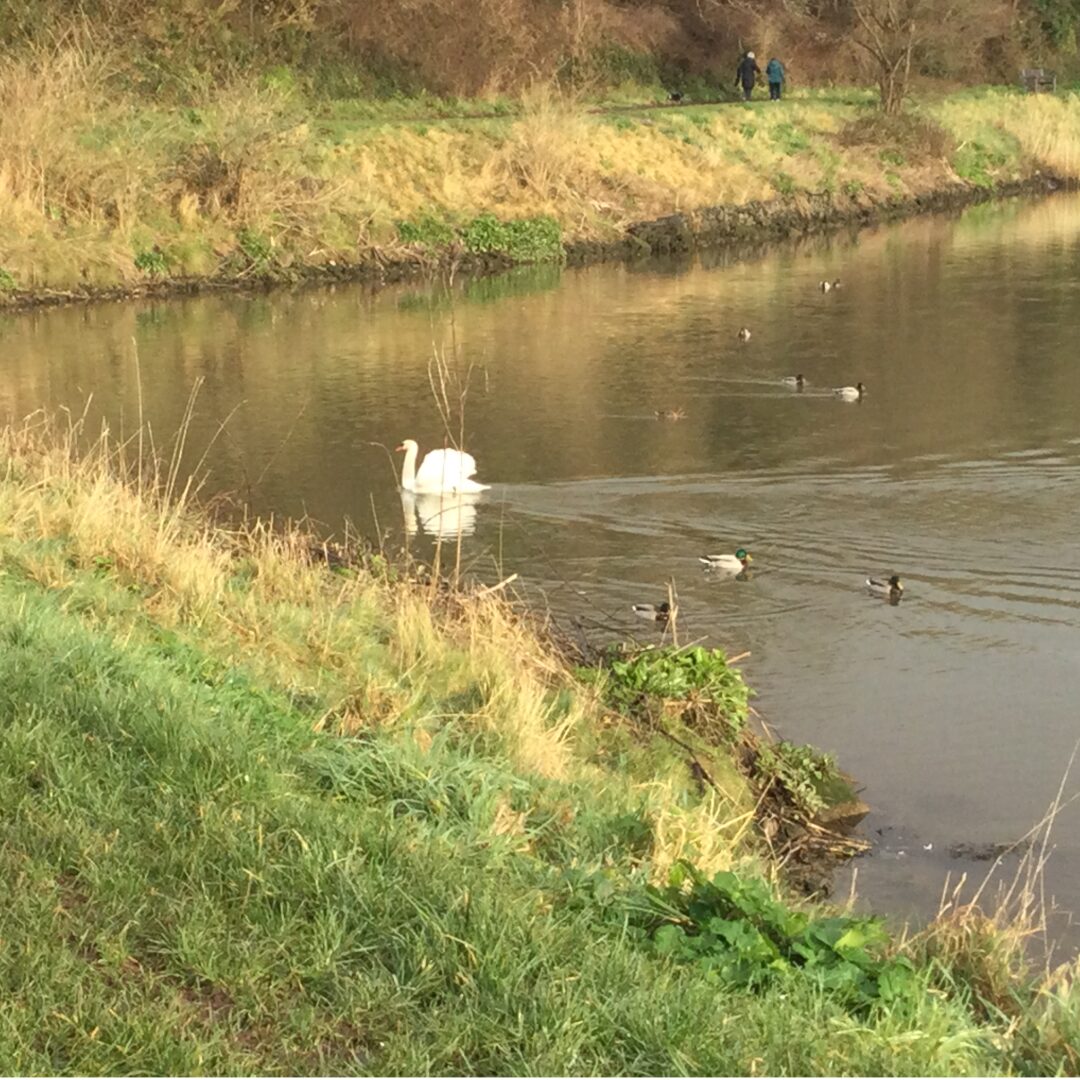 An Afternoon Dip In The Pond