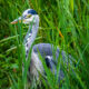 Heron 1