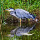 Heron 2