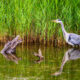 Heron 3