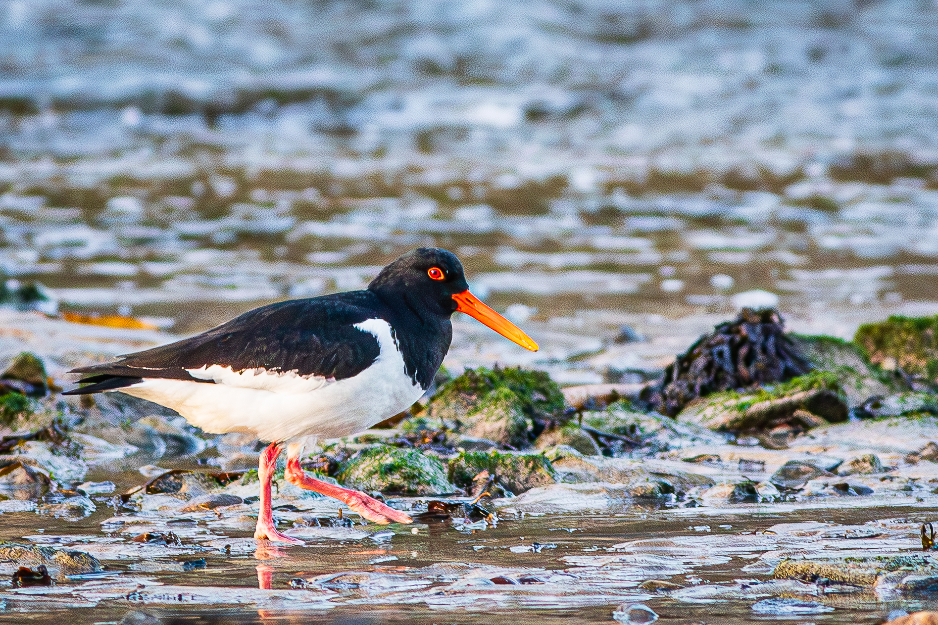 Oystercatcher 1