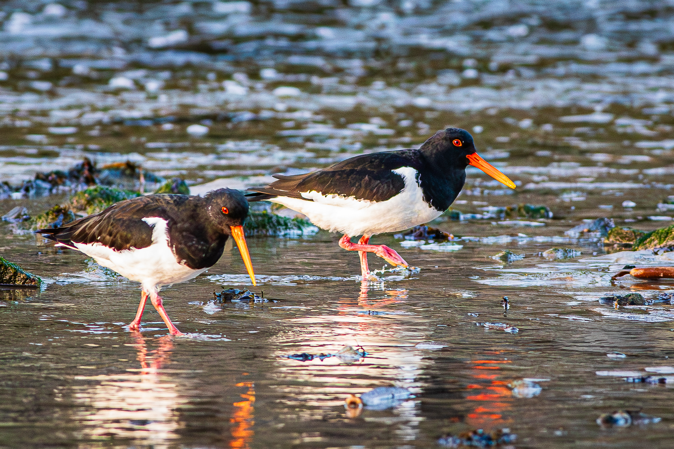 Oystercatcher 2