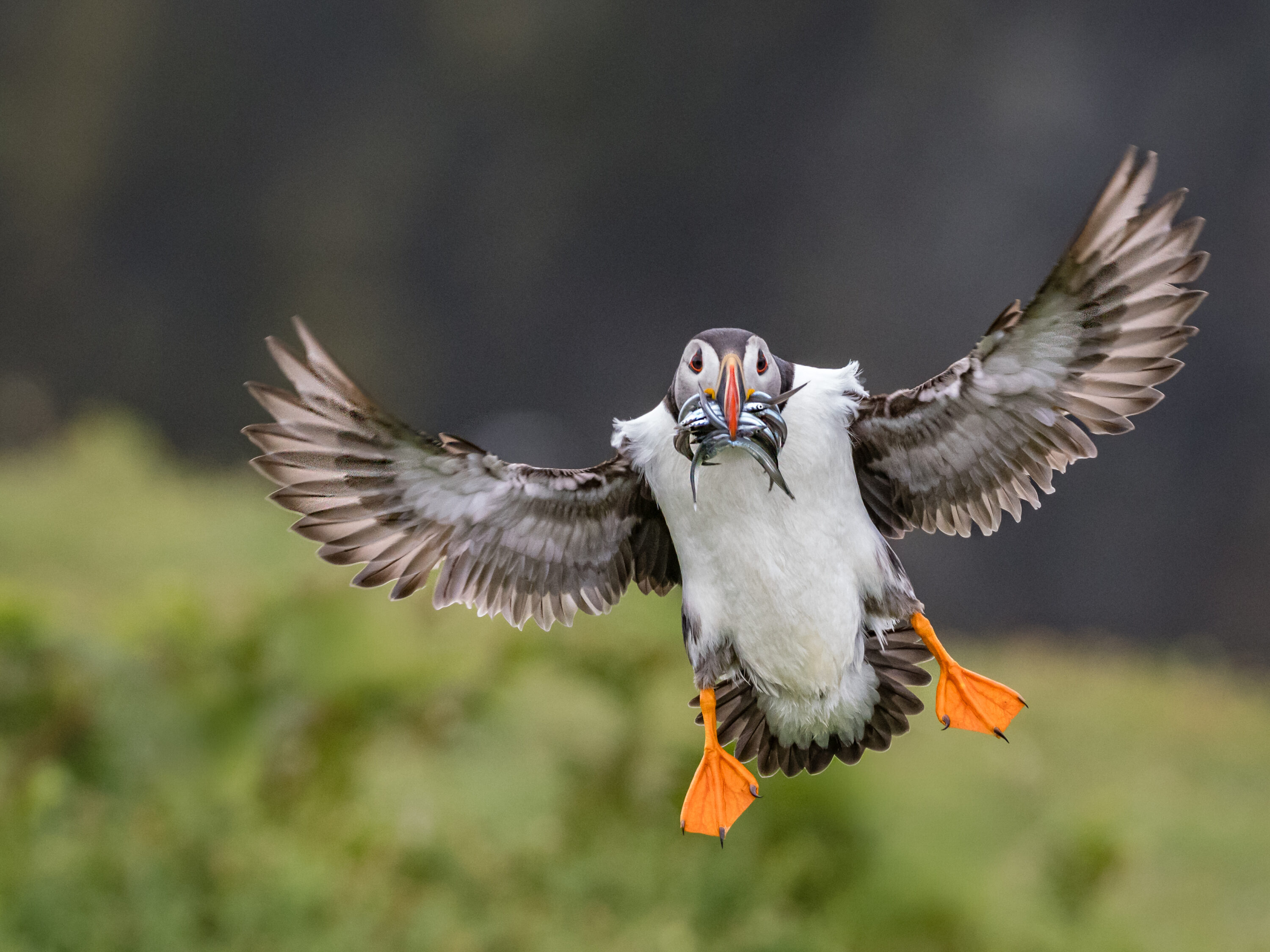 Puffin Racing in
