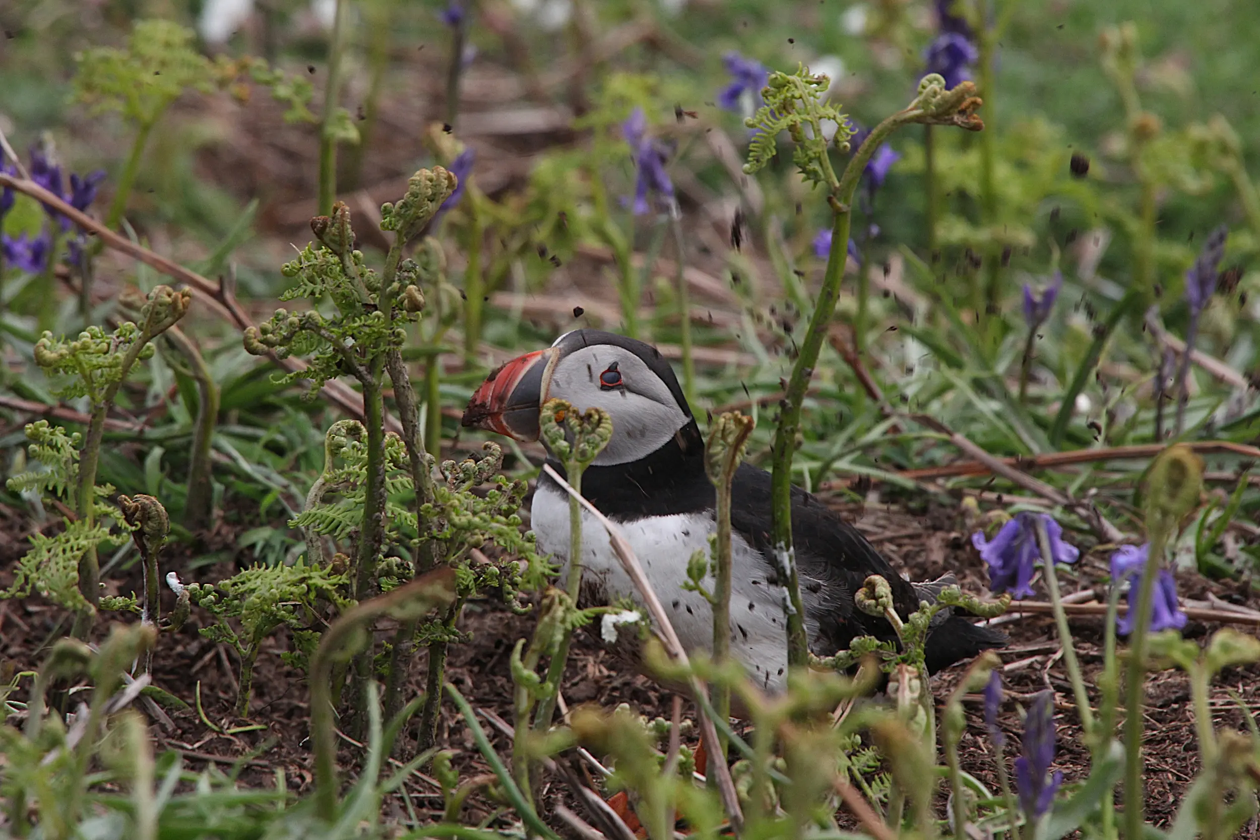 Soiling my best feathers