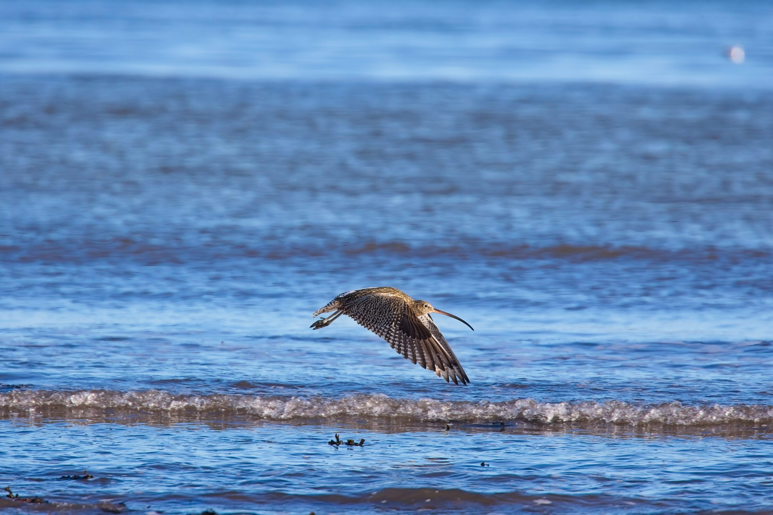 The Elegance of a Curlew